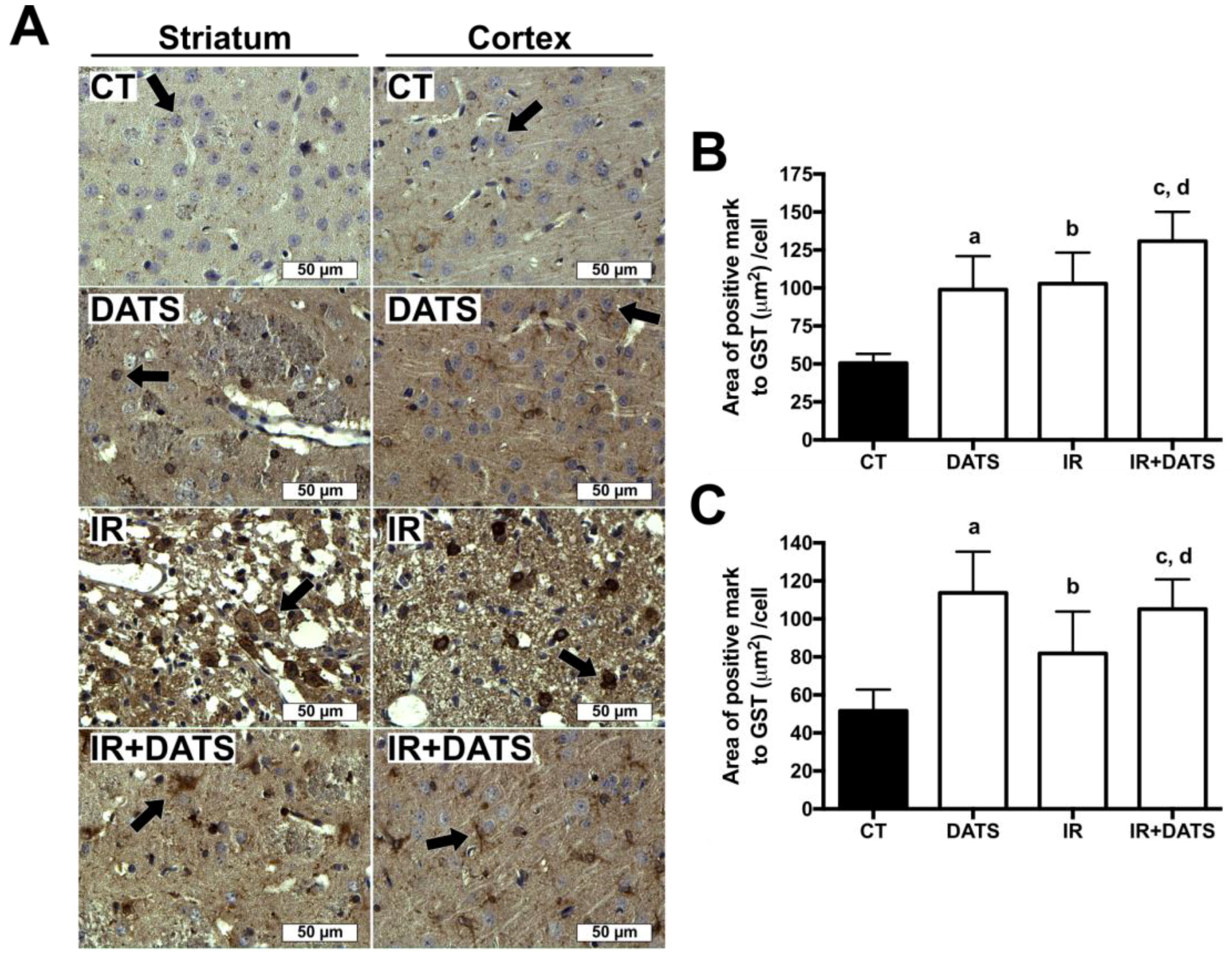 Antioxidants | Free Full-Text | Diallyl Trisulfide Protects Rat Brain  Tissue against the Damage Induced by Ischemia-Reperfusion through the Nrf2  Pathway | HTML