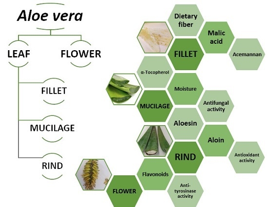 Antioxidants | Free Full-Text | Compositional Features and Bioactive  Properties of Aloe vera Leaf (Fillet, Mucilage, and Rind) and Flower | HTML