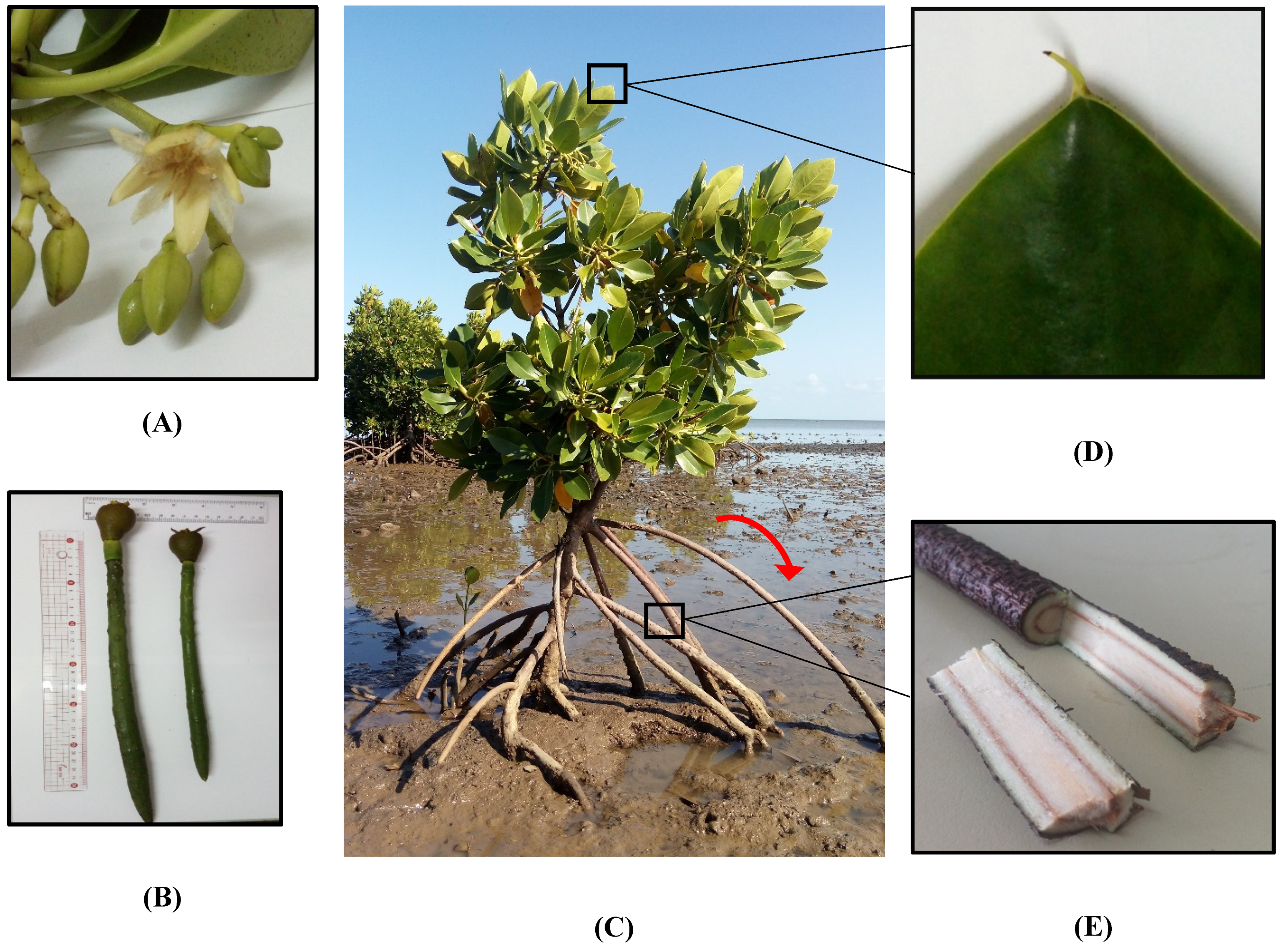 Antioxidants | Free Full-Text | Untargeted Metabolomic Profiling,  Multivariate Analysis and Biological Evaluation of the True Mangrove  (Rhizophora mucronata Lam.) | HTML