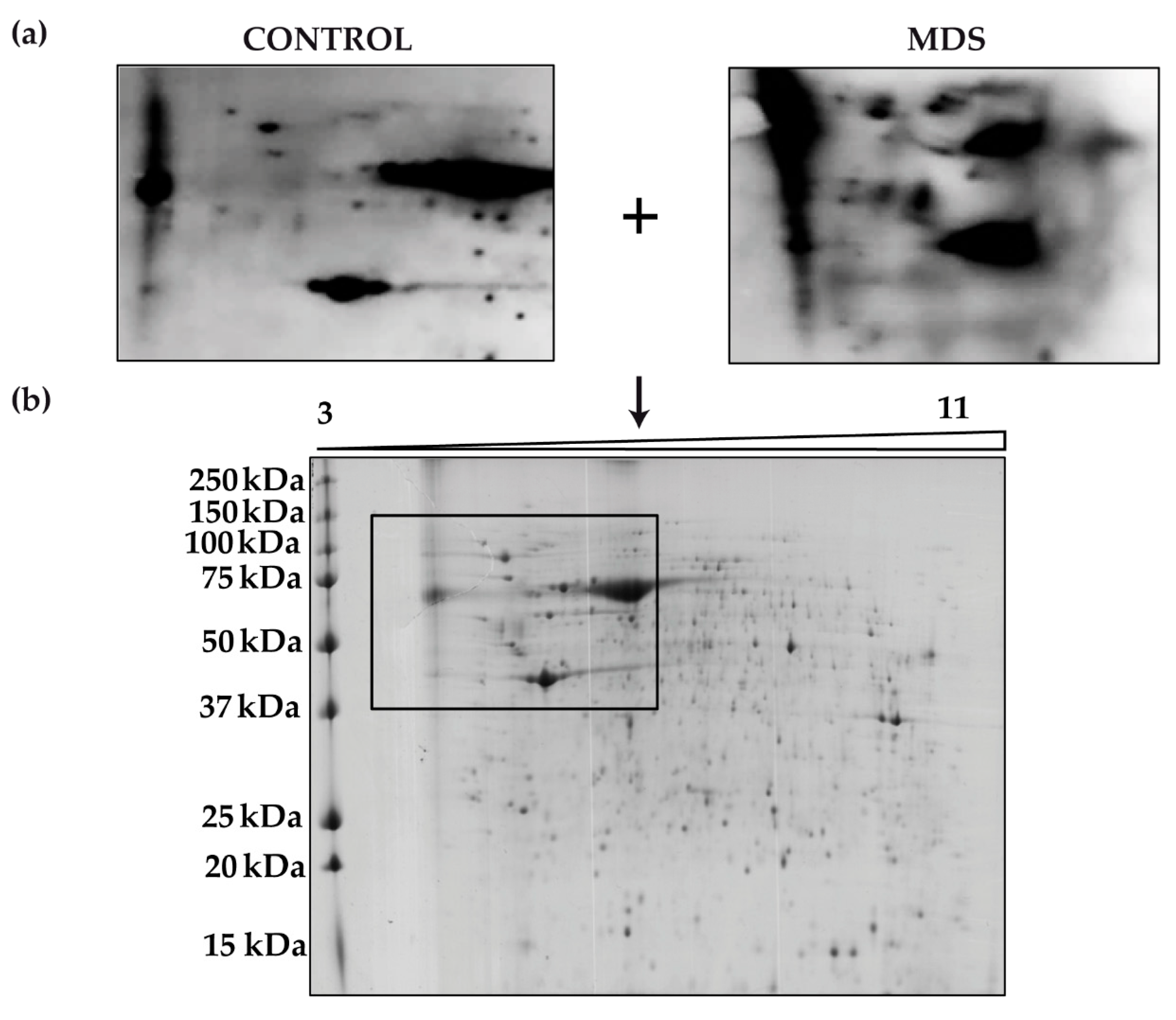 Antioxidants 08 00508 g004 Antioxidants 08 00508 g004