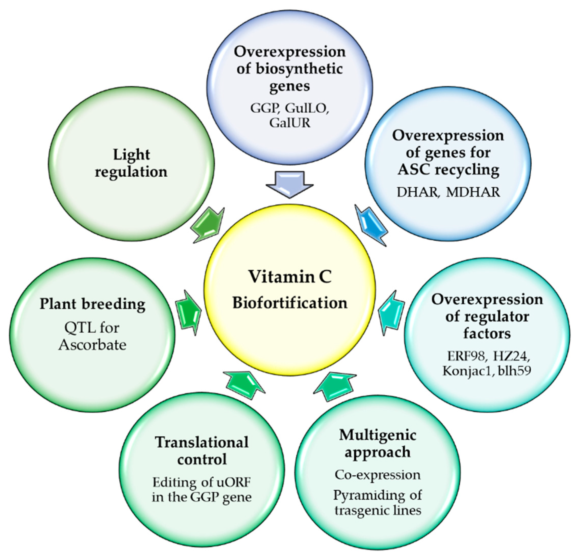 Antioxidants Free Full Text Vitamin C In Plants From Functions To Biofortification Html