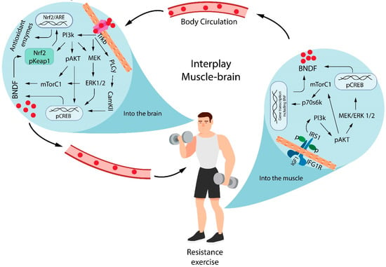 Antioxidants | Free Full-Text | Effects of Resistance Exercise on ...