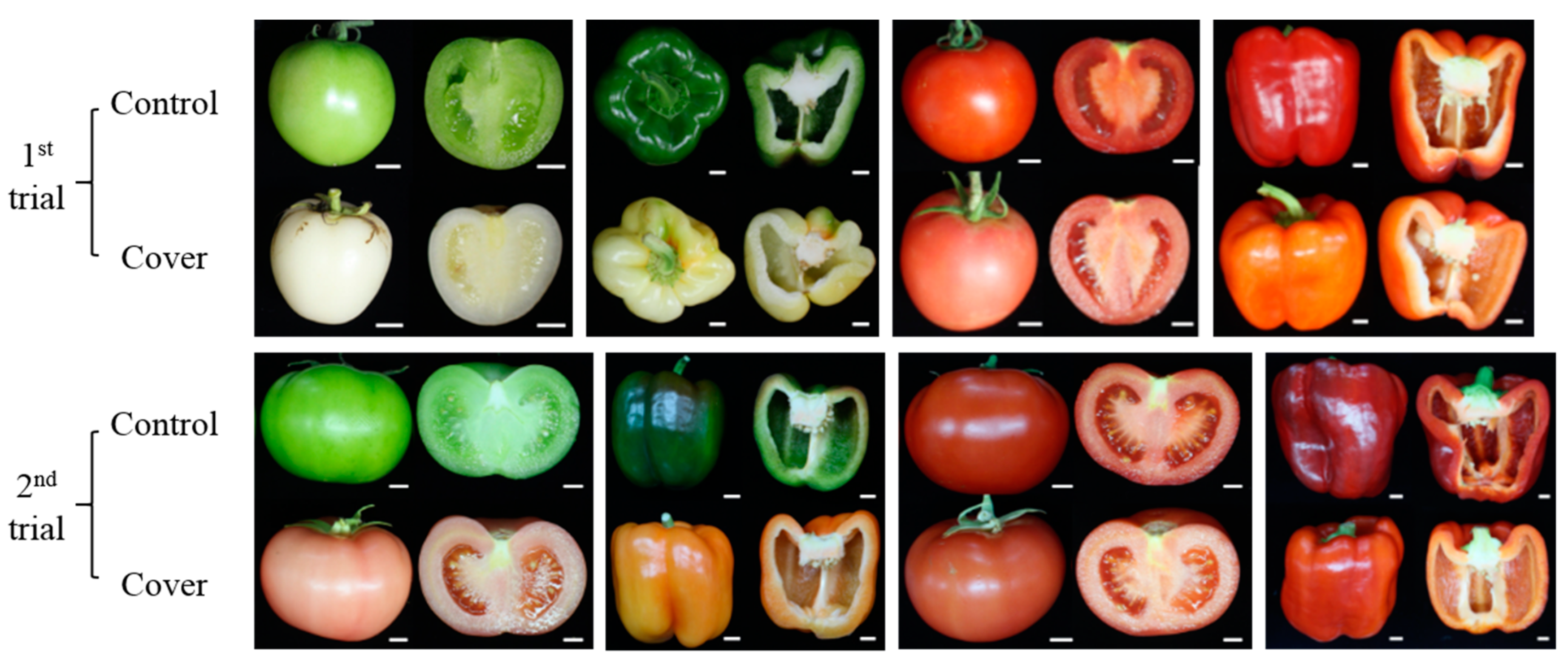 Antioxidants | Free Full-Text | Light-Controlled Fruit Pigmentation and  Flavor Volatiles in Tomato and Bell Pepper