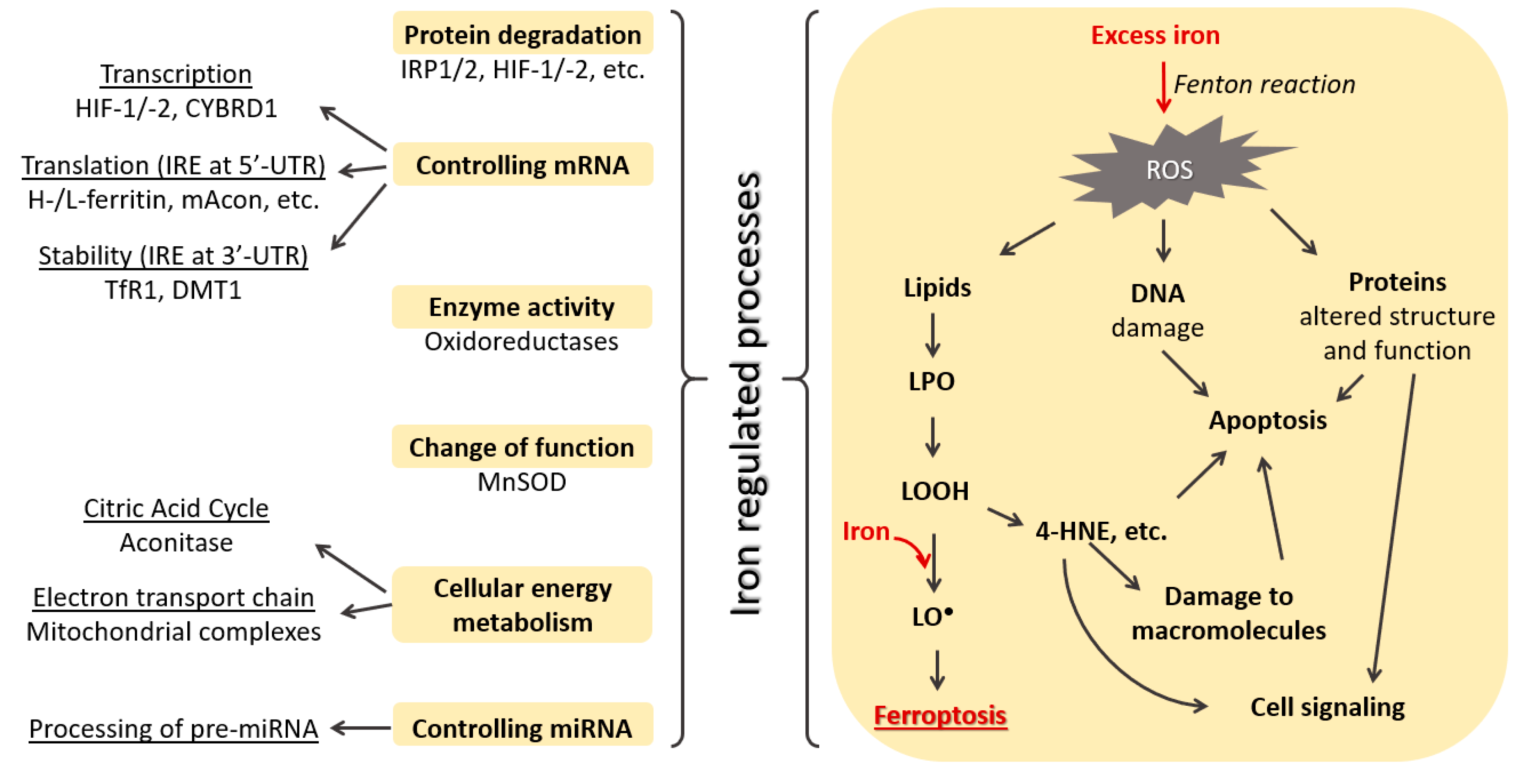 Antioxidants 09 00191 g001 Antioxidants 09 00191 g001