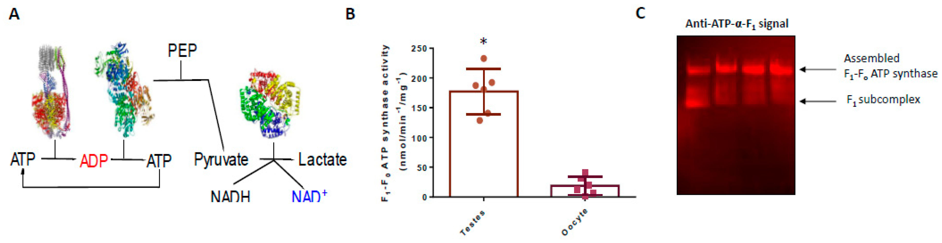 Antioxidants 09 00215 g001