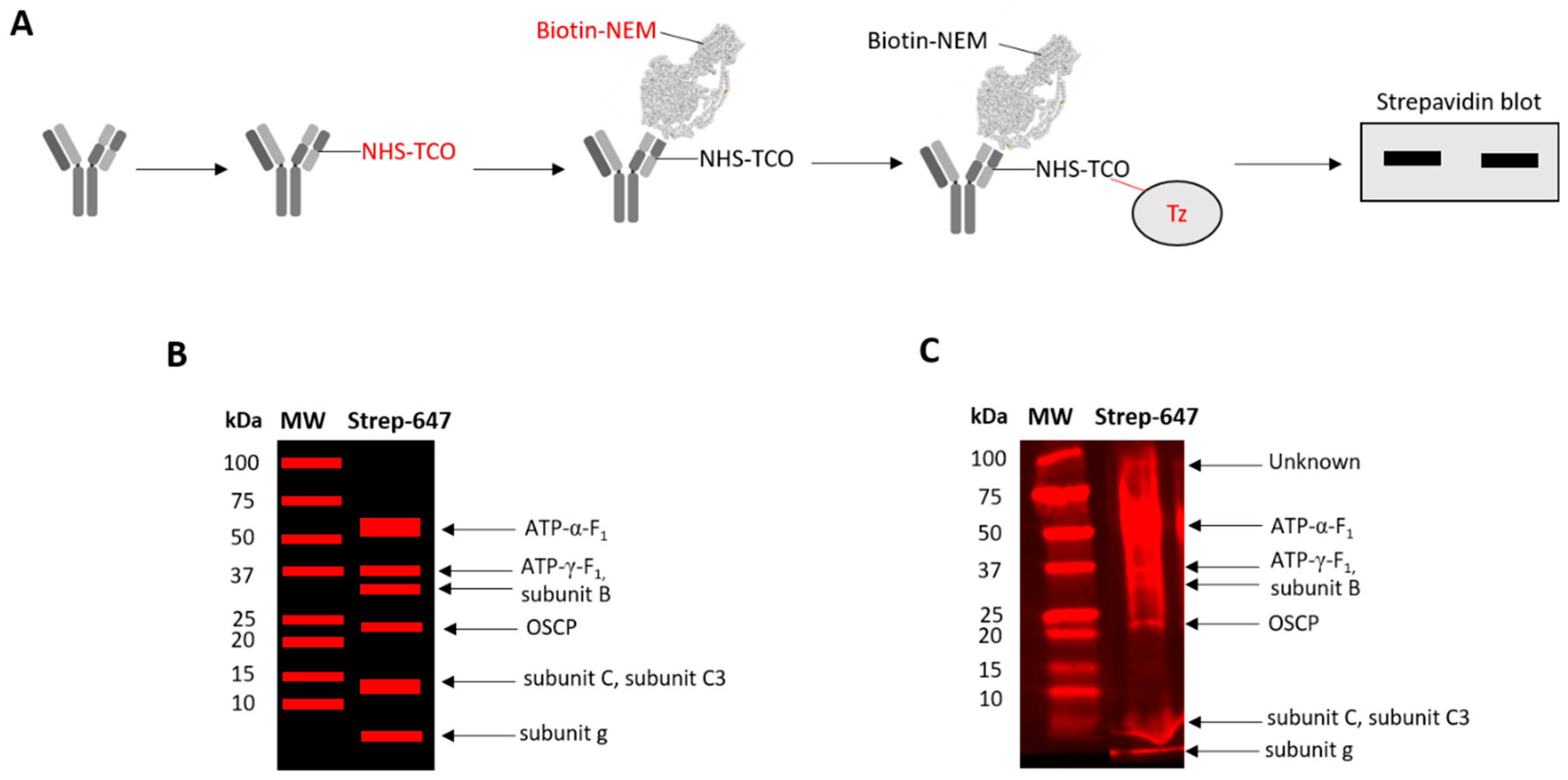 Antioxidants 09 00215 g003