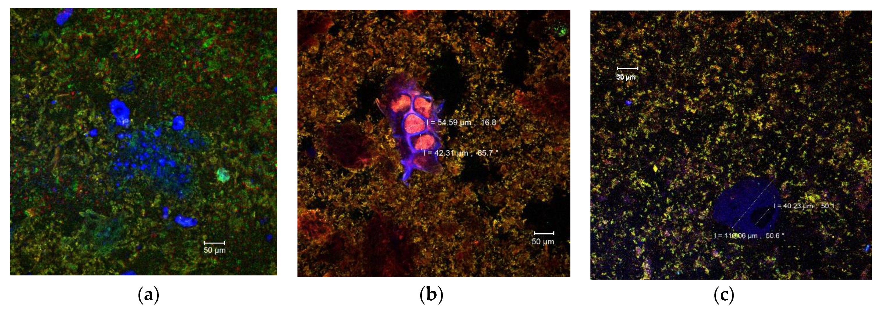 Antioxidants 09 00351 g002
