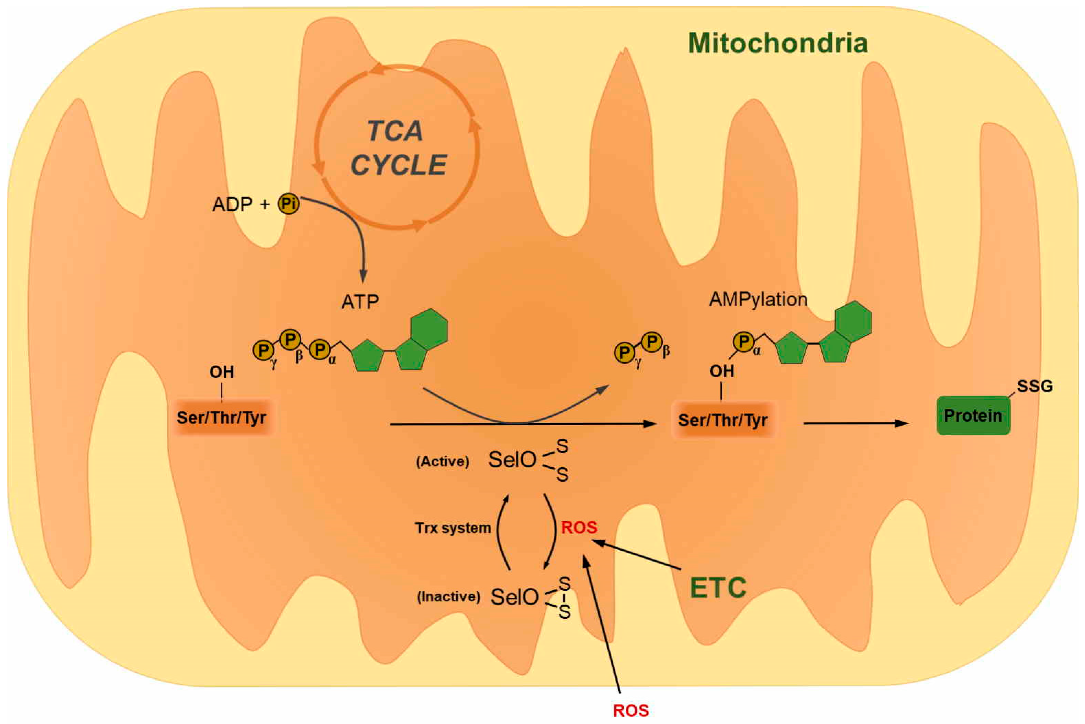 Antioxidants 09 00383 g005 Antioxidants 09 00383 g005