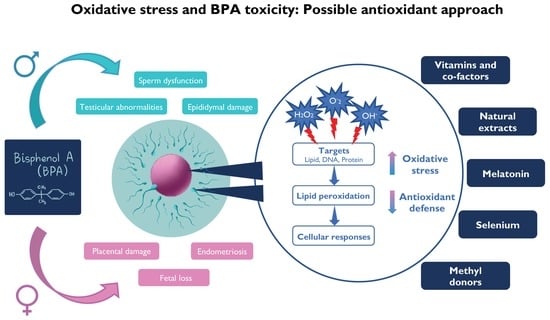 Antioxidants Free Full Text Oxidative Stress And Bpa Toxicity An Antioxidant Approach For 6054