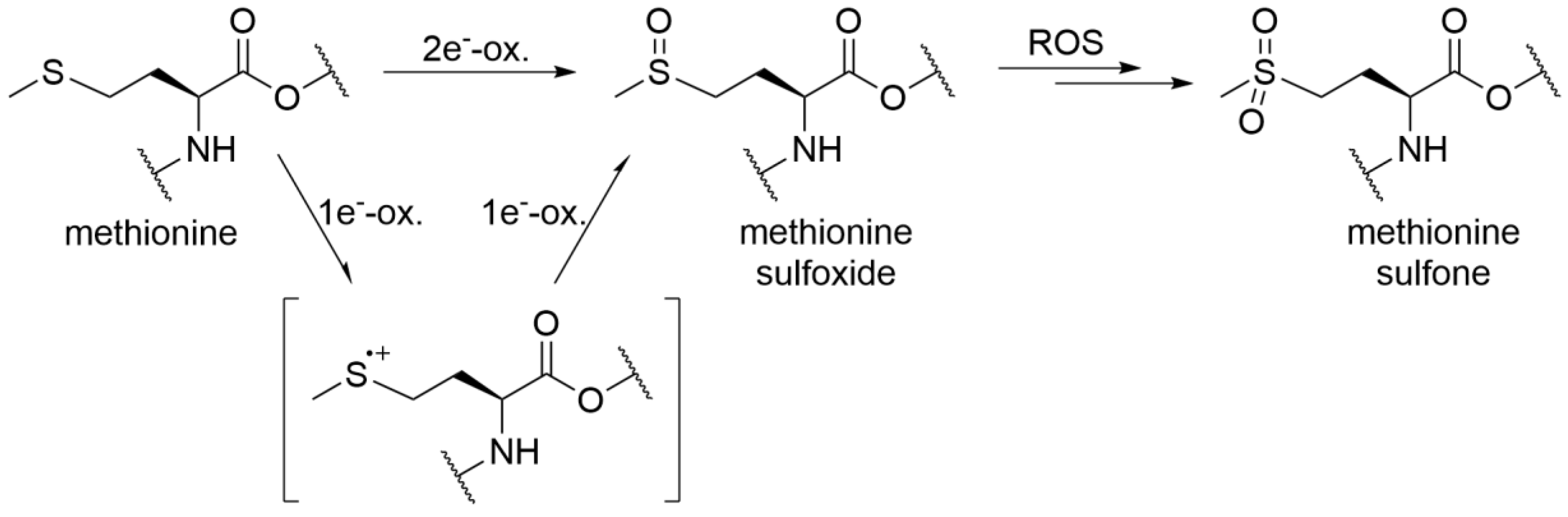 Antioxidants 09 00441 g006 Antioxidants 09 00441 g006