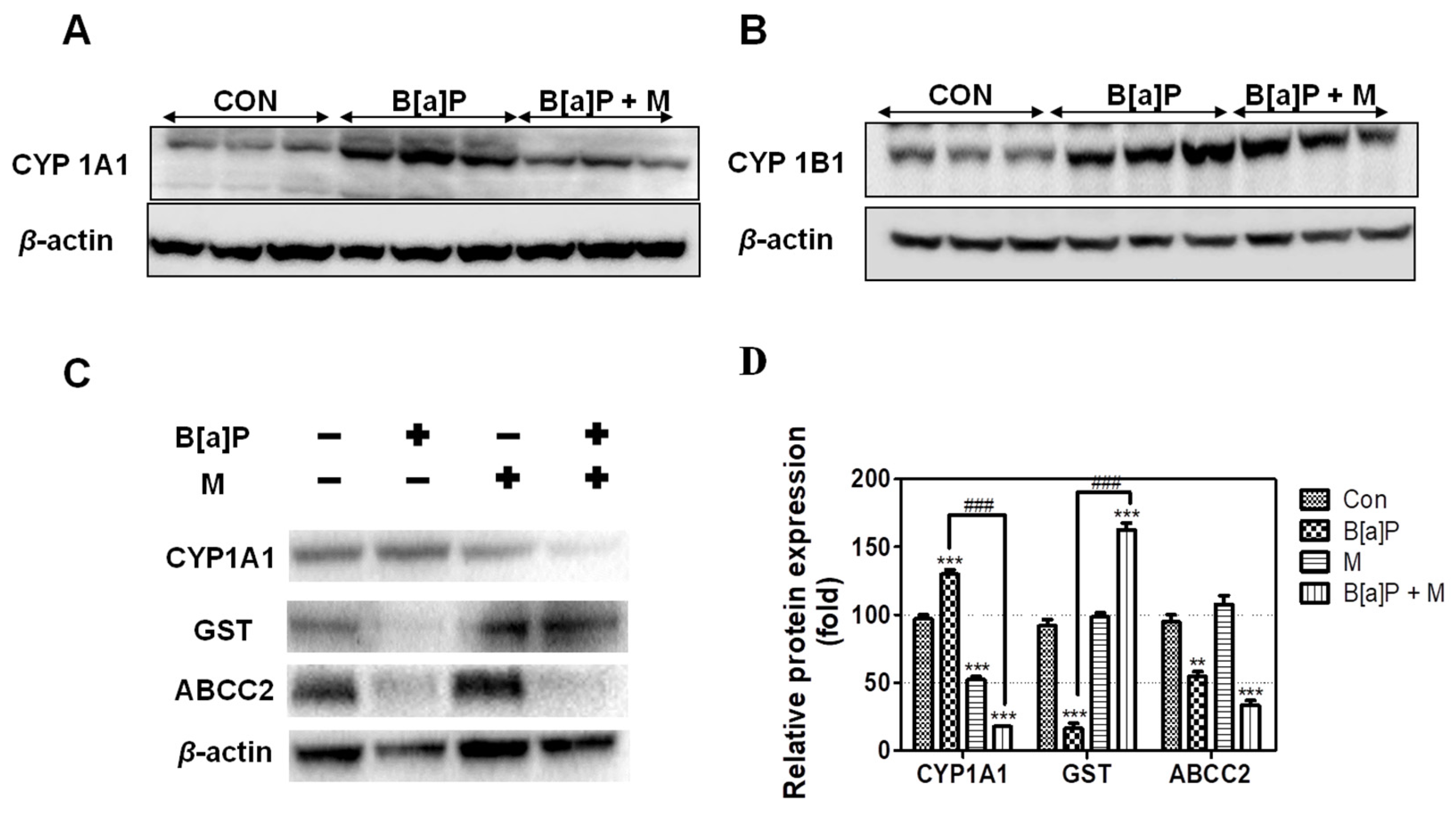 Antioxidants 09 00446 g005