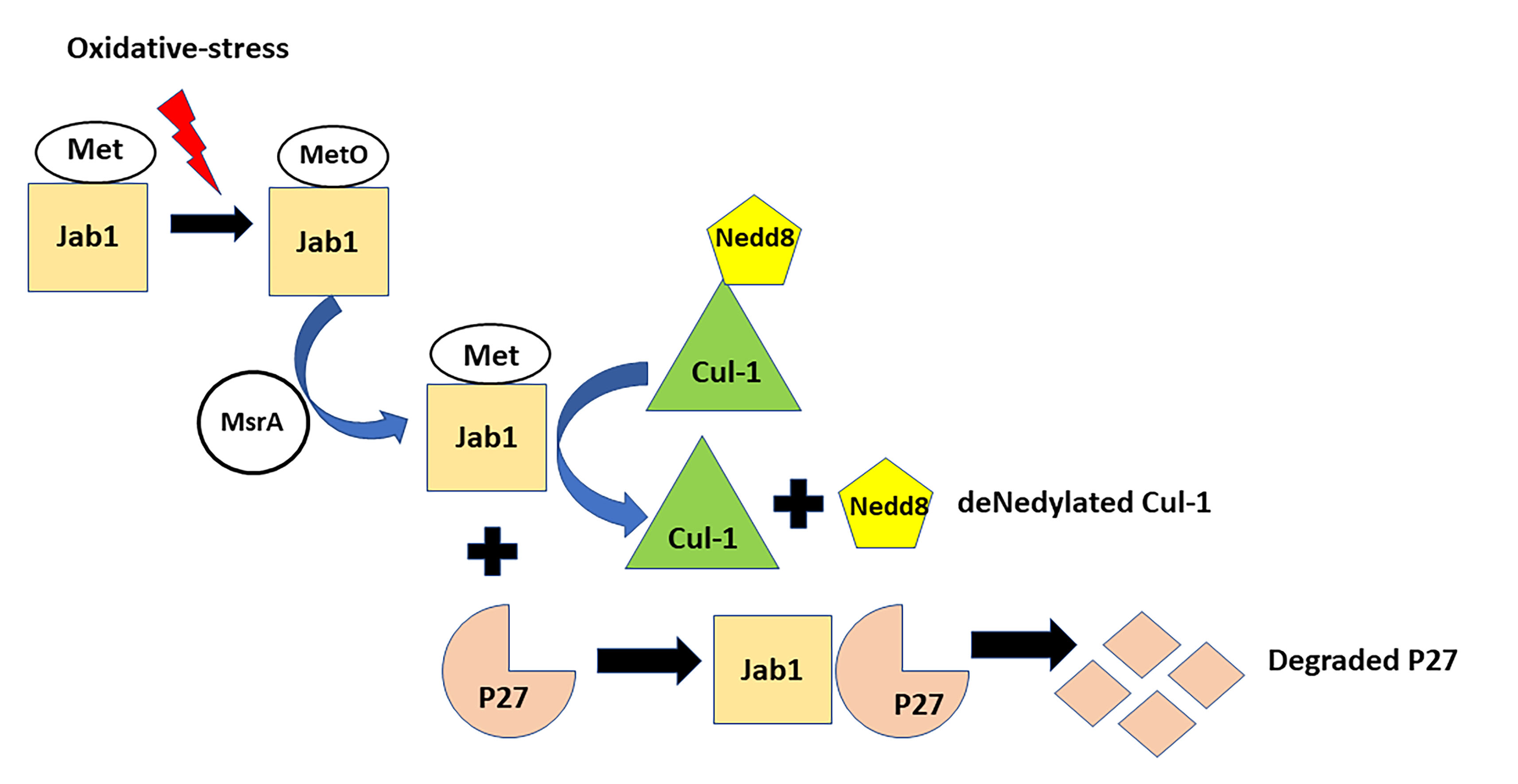 Antioxidants Free FullText The Antioxidant Enzyme Methionine