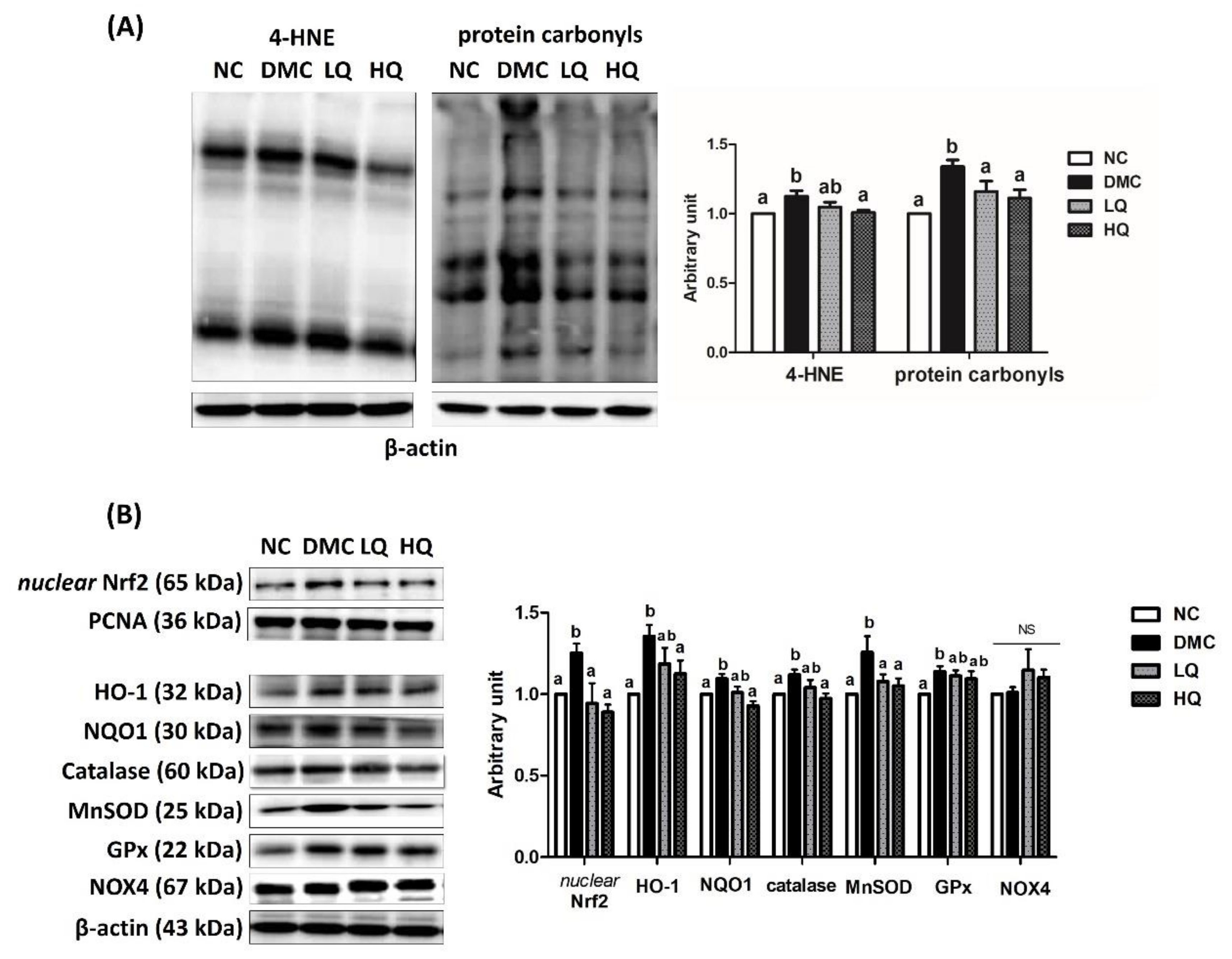 Antioxidants 09 00459 g003