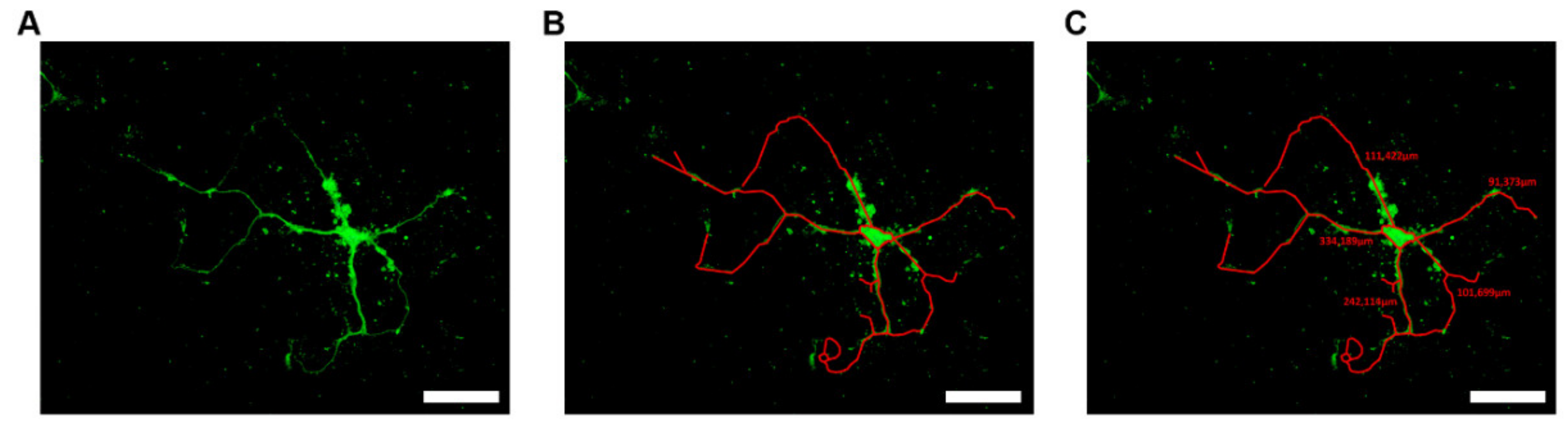 Antioxidants 09 00460 g001 Antioxidants 09 00460 g001