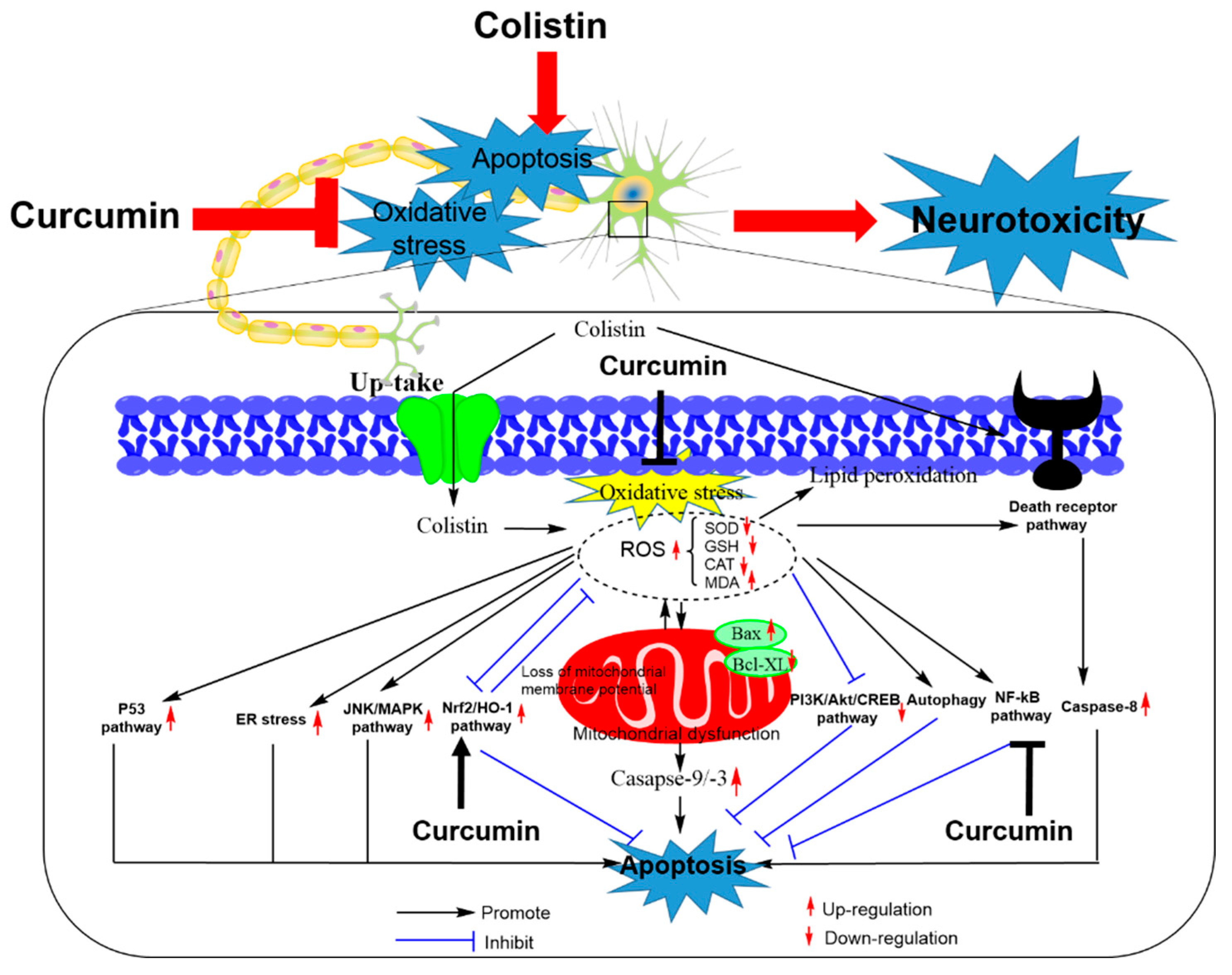 Antioxidants 09 00506 g004 Antioxidants 09 00506 g004