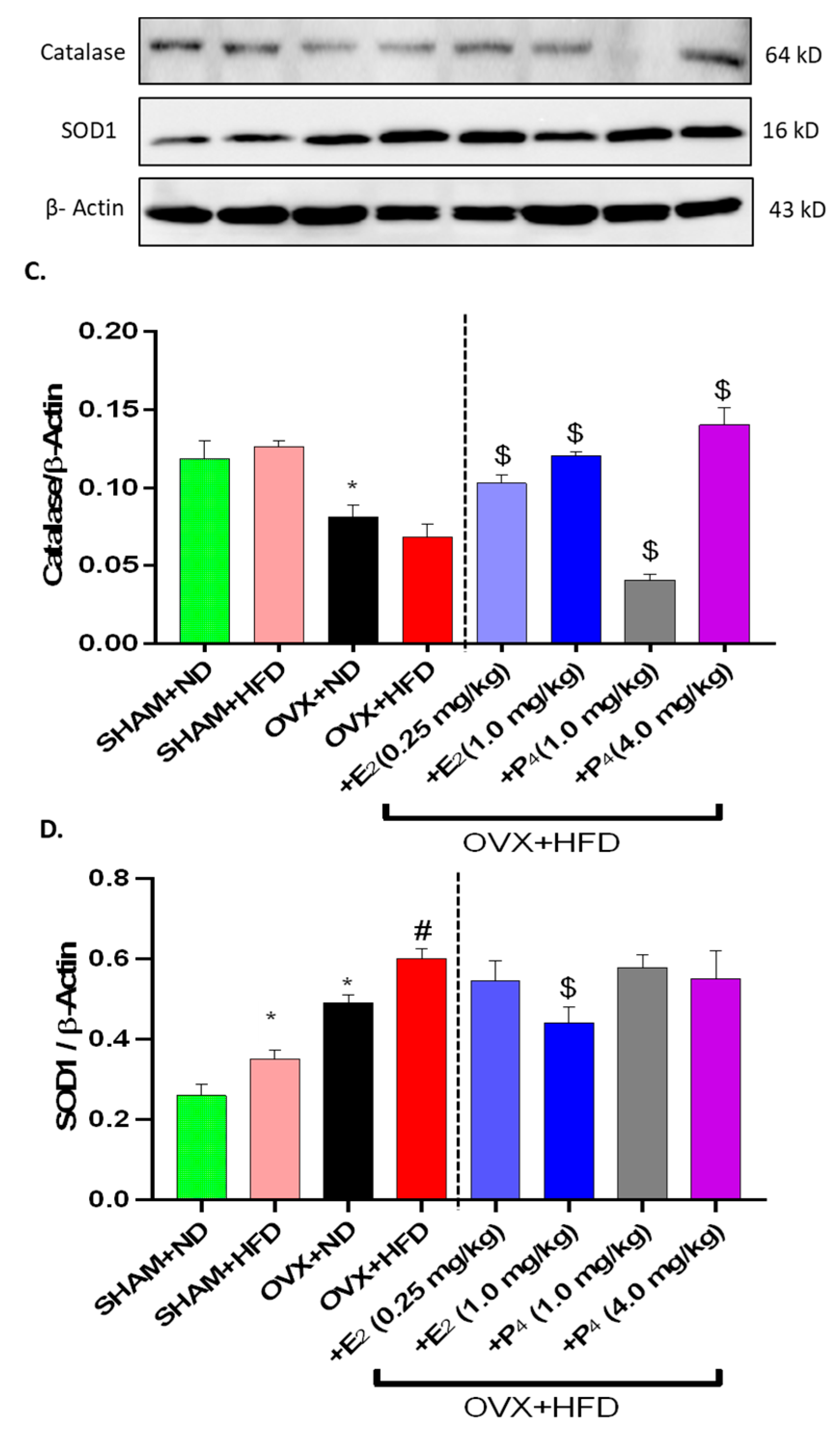 Antioxidants 09 00582 g006b Antioxidants 09 00582 g006b