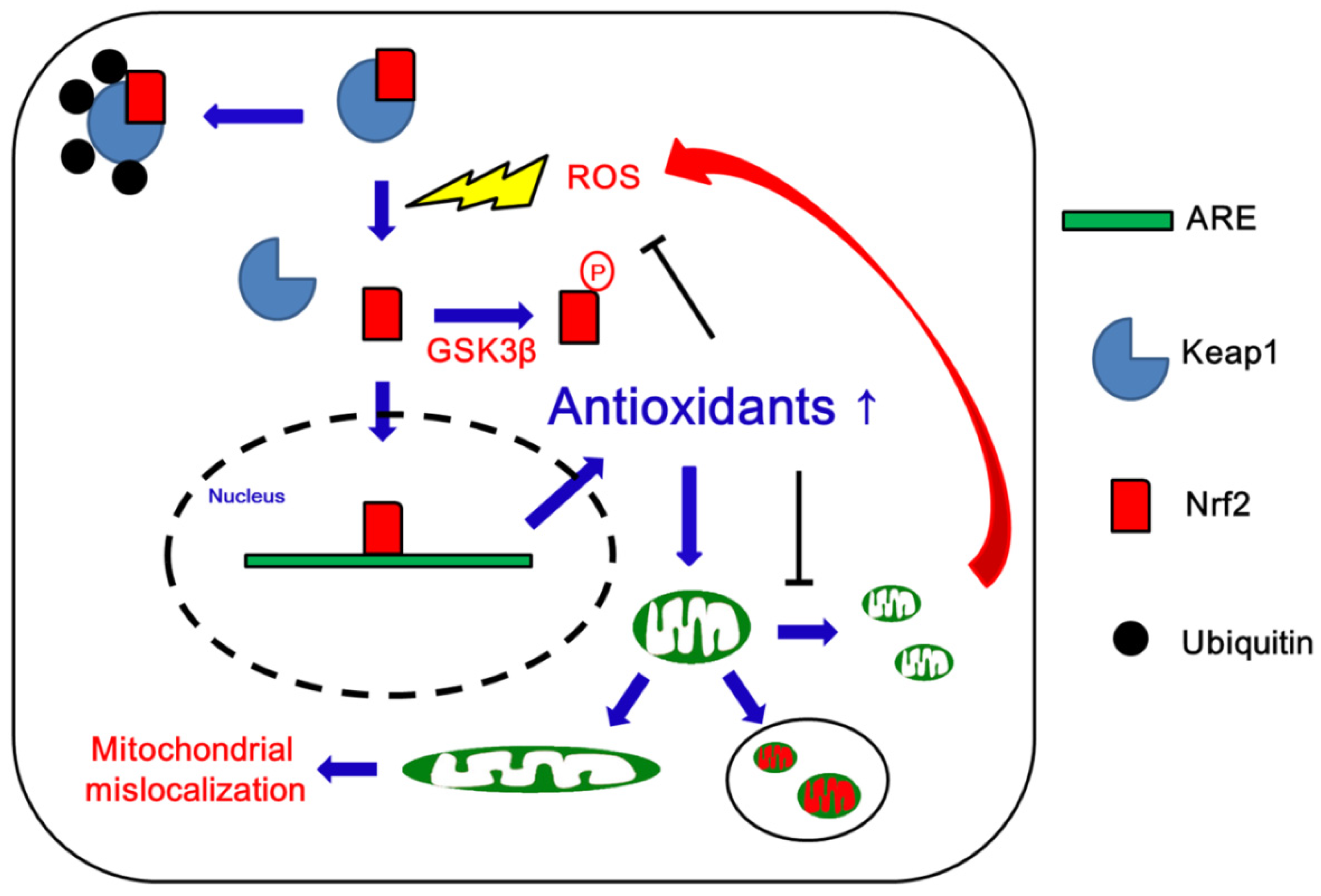 Antioxidants Free Full Text Nuclear Factor Erythroid 2