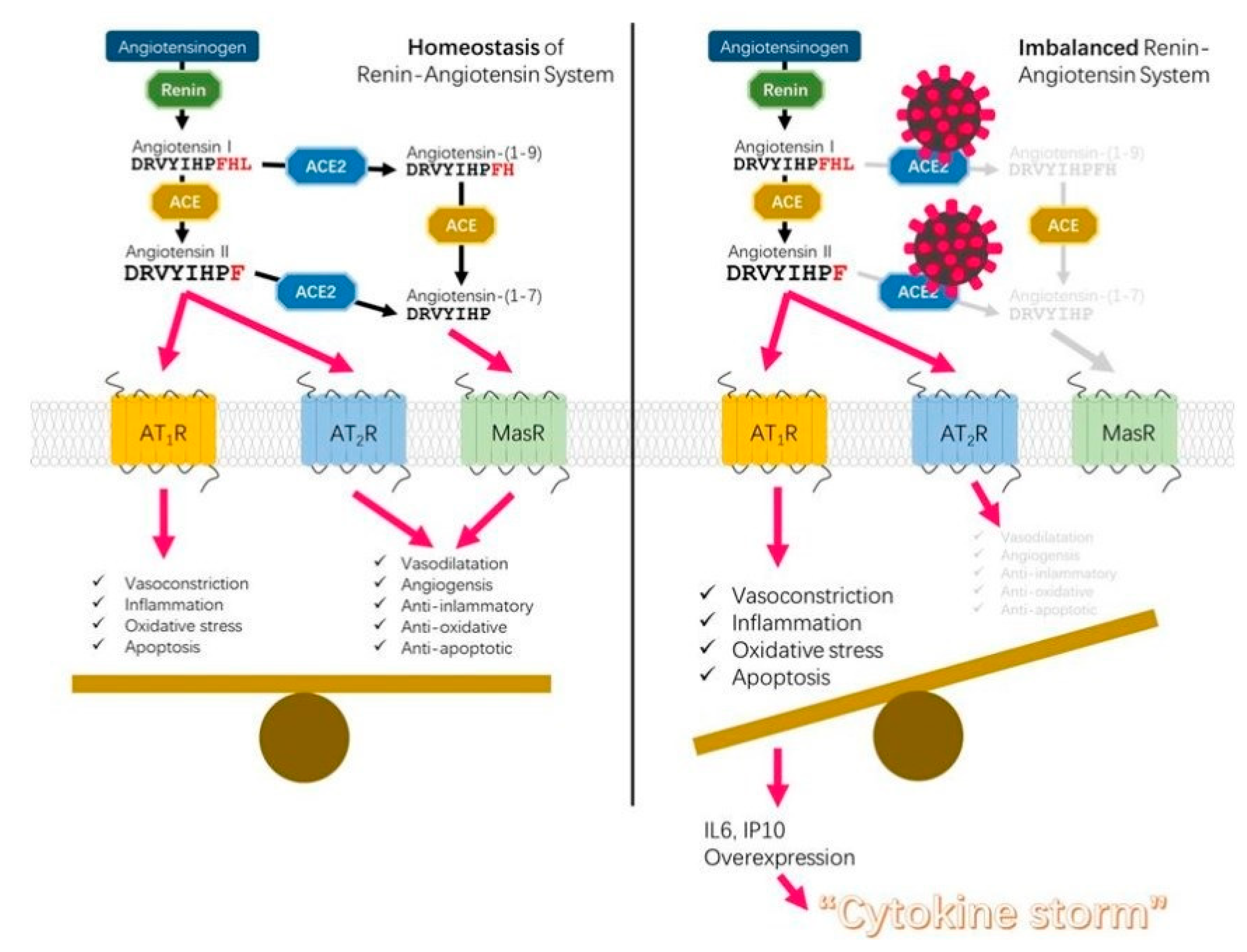 Antioxidants | Free Full-Text | The Role of Glutathione in Protecting  against the Severe Inflammatory Response Triggered by COVID-19