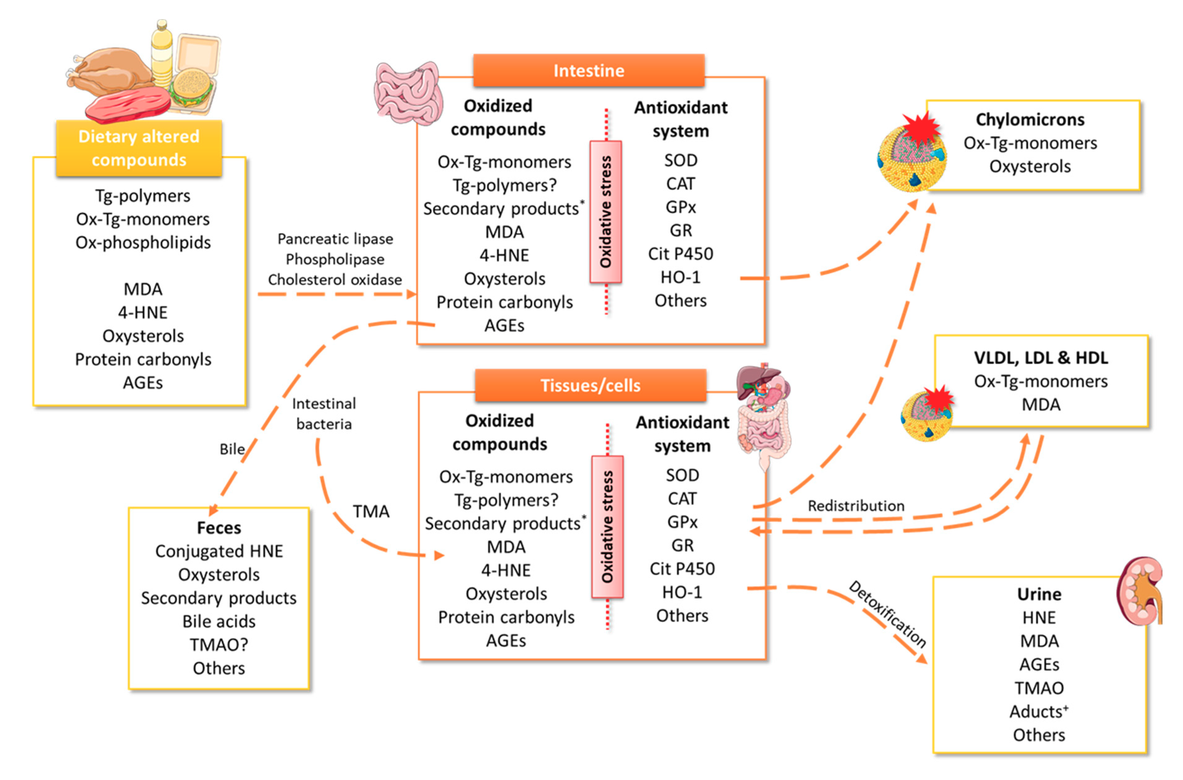 Antioxidants 09 00638 g001