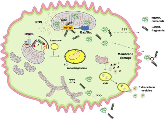 Antioxidants | Free Full-Text | Mitochondrial Dysfunction 