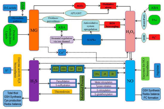 Antioxidants Free Full Text Reactive Oxygen Species And Antioxidant Defense In Plants Under Abiotic Stress Revisiting The Crucial Role Of A Universal Defense Regulator Html