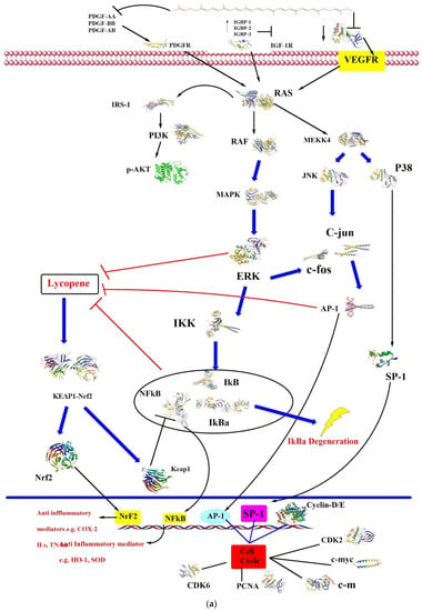 Antioxidants Free Full Text Lycopene As A Natural Antioxidant Used To Prevent Human Health Disorders Html