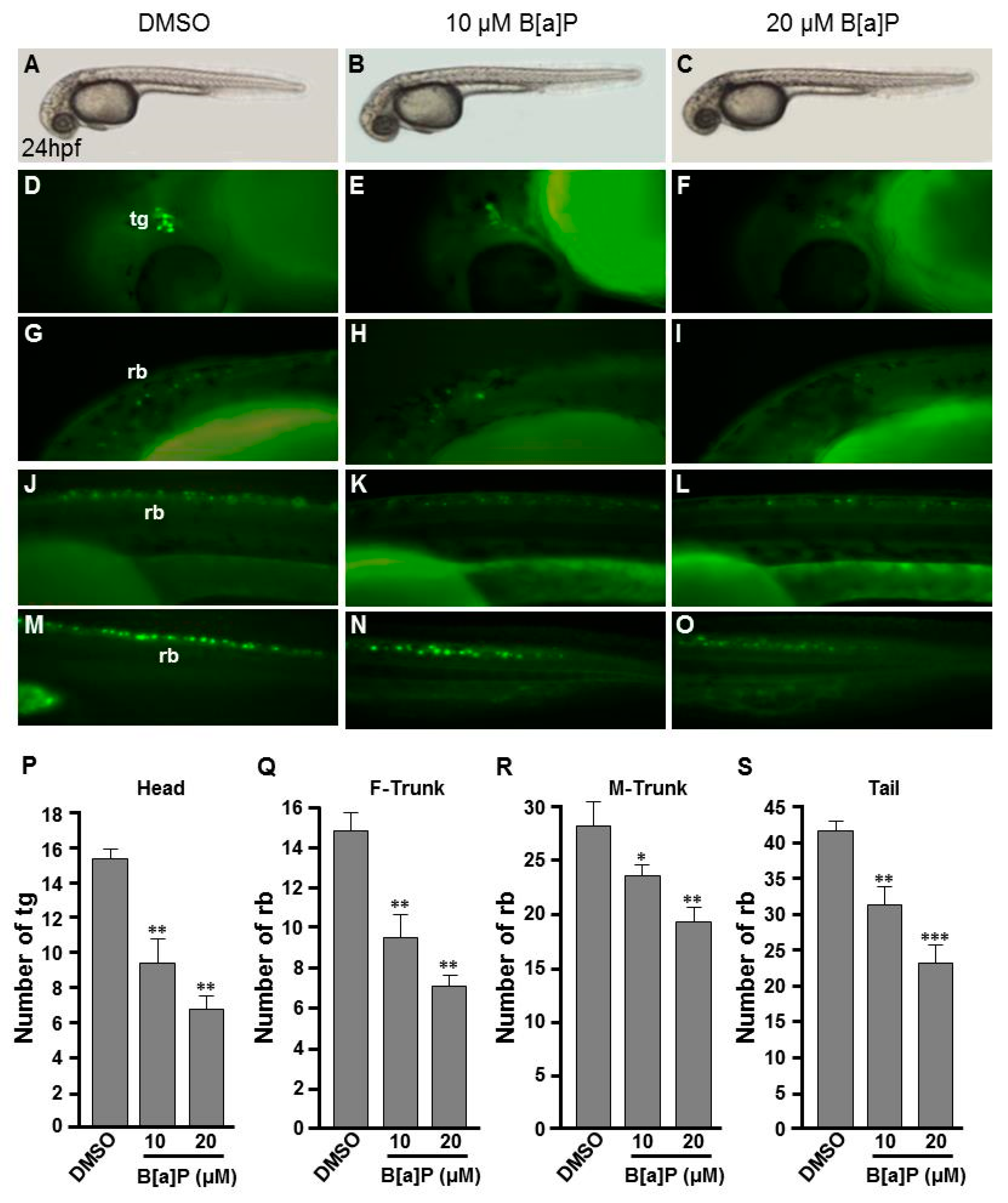 Antioxidants Free Full Text Integrated Hypoxia Signaling And Oxidative Stress In Developmental Neurotoxicity Of Benzo A Pyrene In Zebrafish Embryos Html