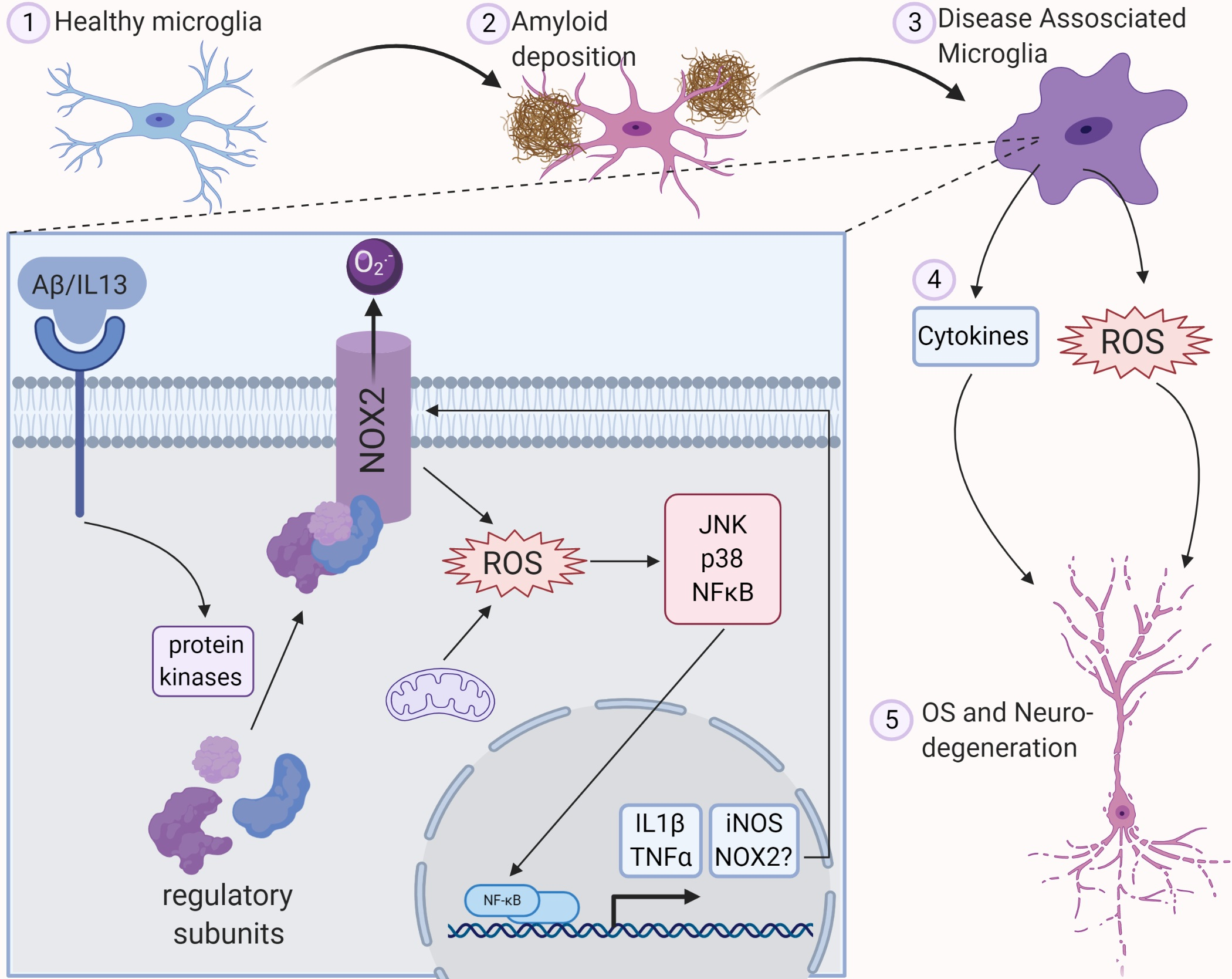 ROS Generation in Microglia: Understanding Oxidative Stress and Inflammation in Neurodegenerative Disease