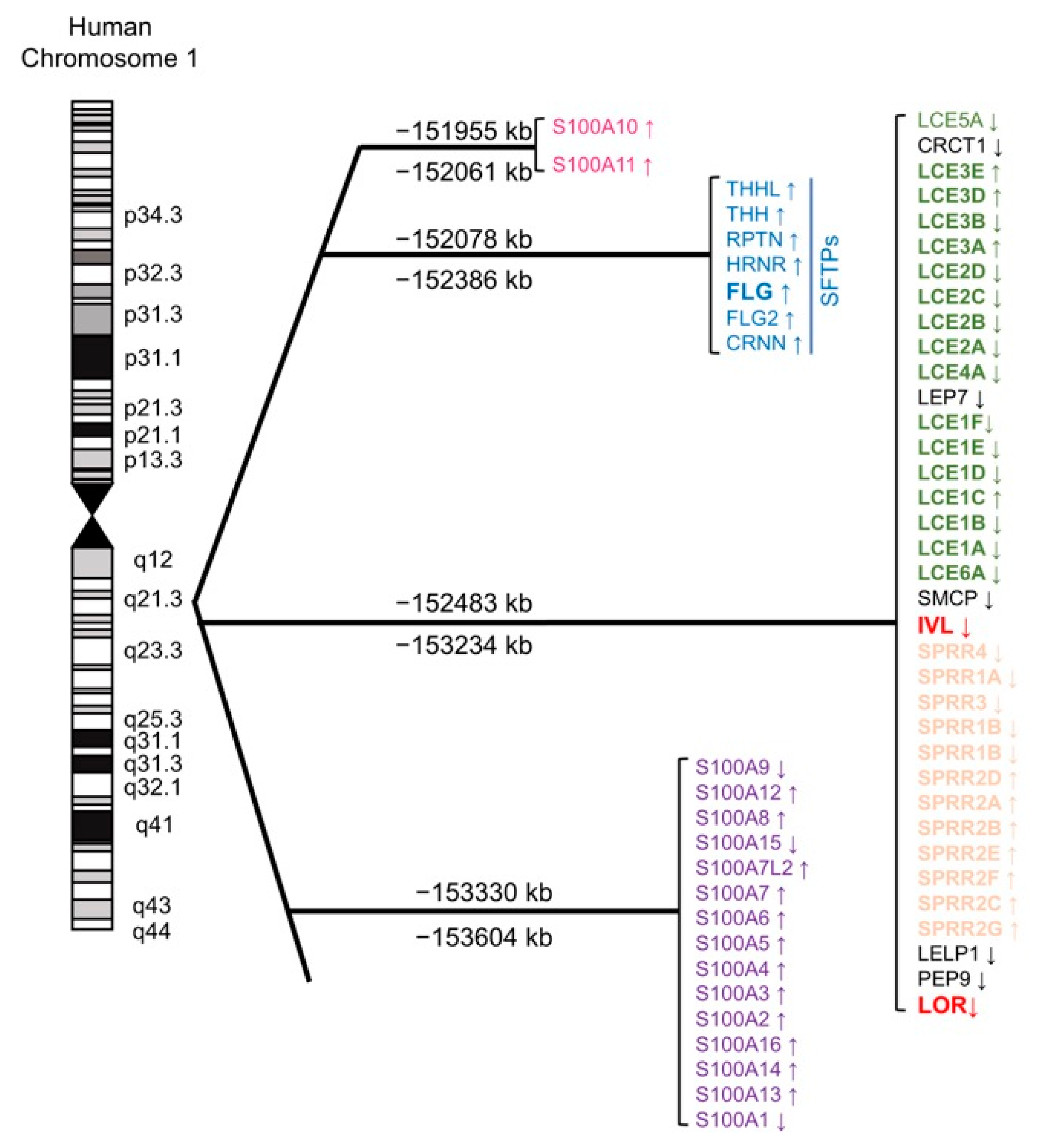 Antioxidants 09 00751 g002 Antioxidants 09 00751 g002