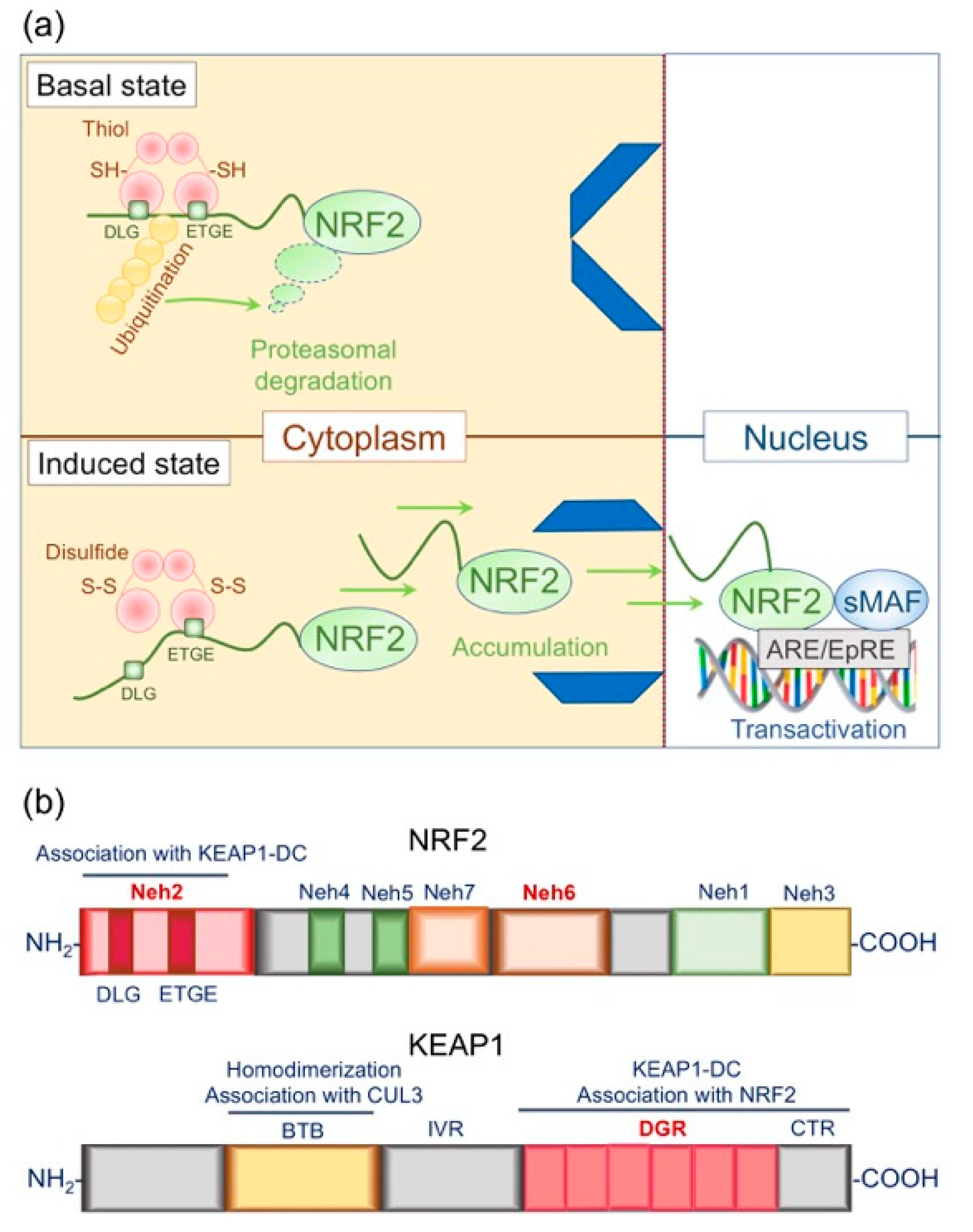 Antioxidants 09 00751 g004 Antioxidants 09 00751 g004