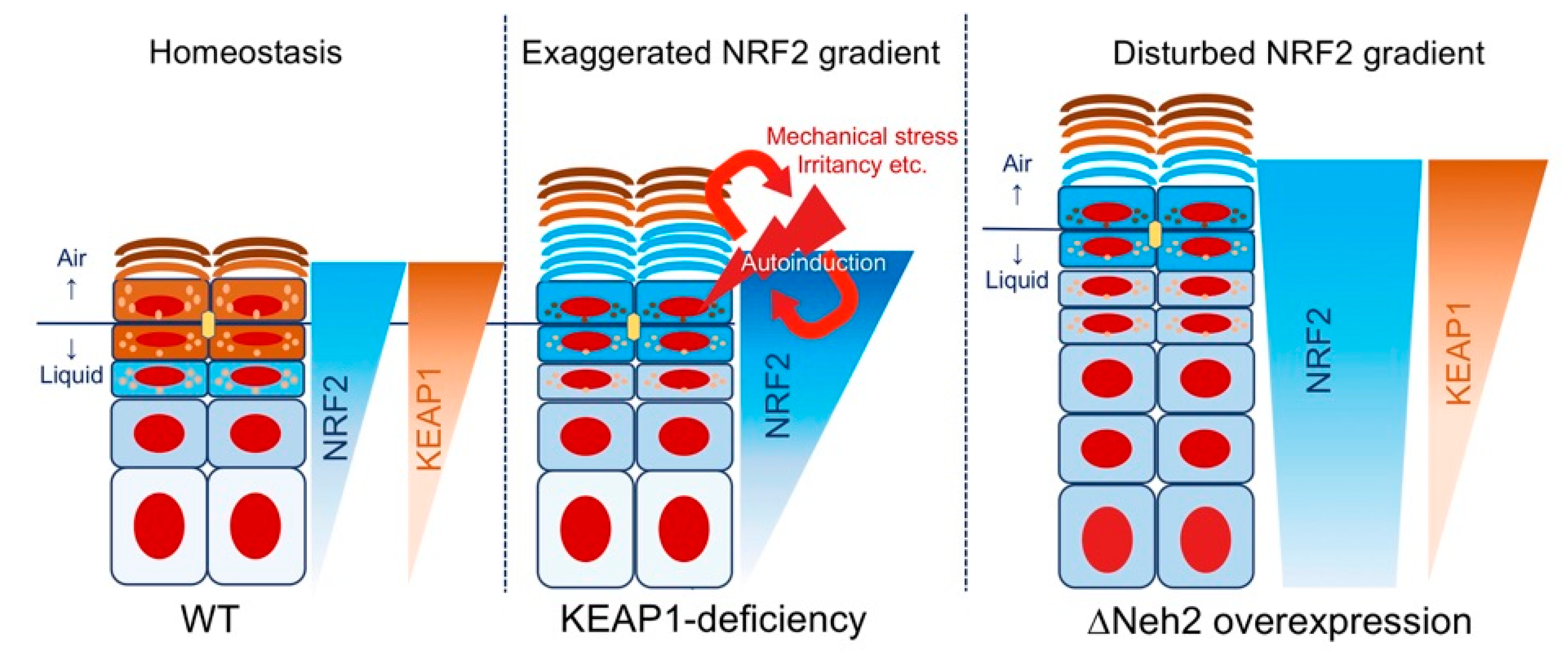 Antioxidants 09 00751 g005 Antioxidants 09 00751 g005