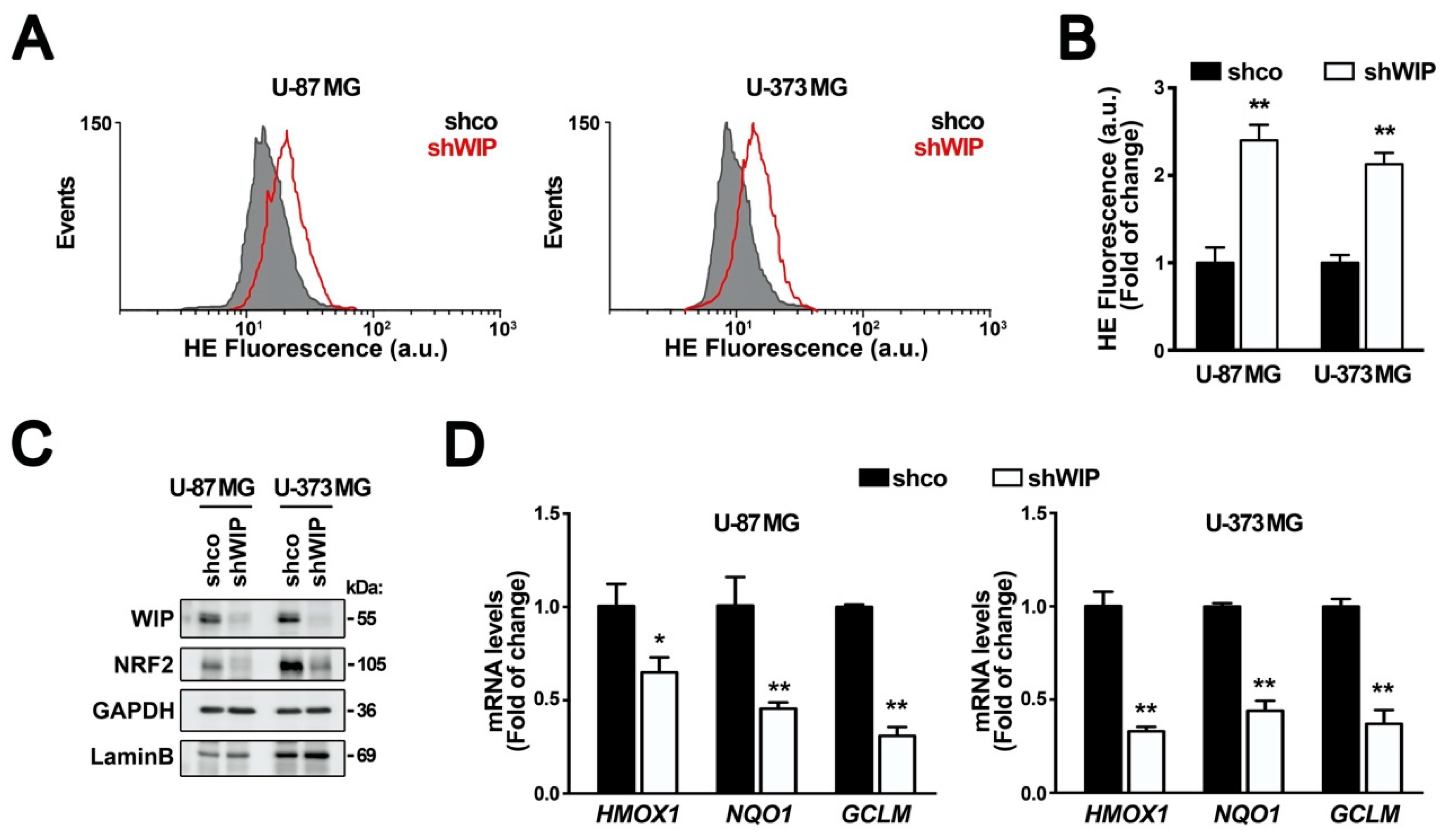 Antioxidants 09 00773 g001