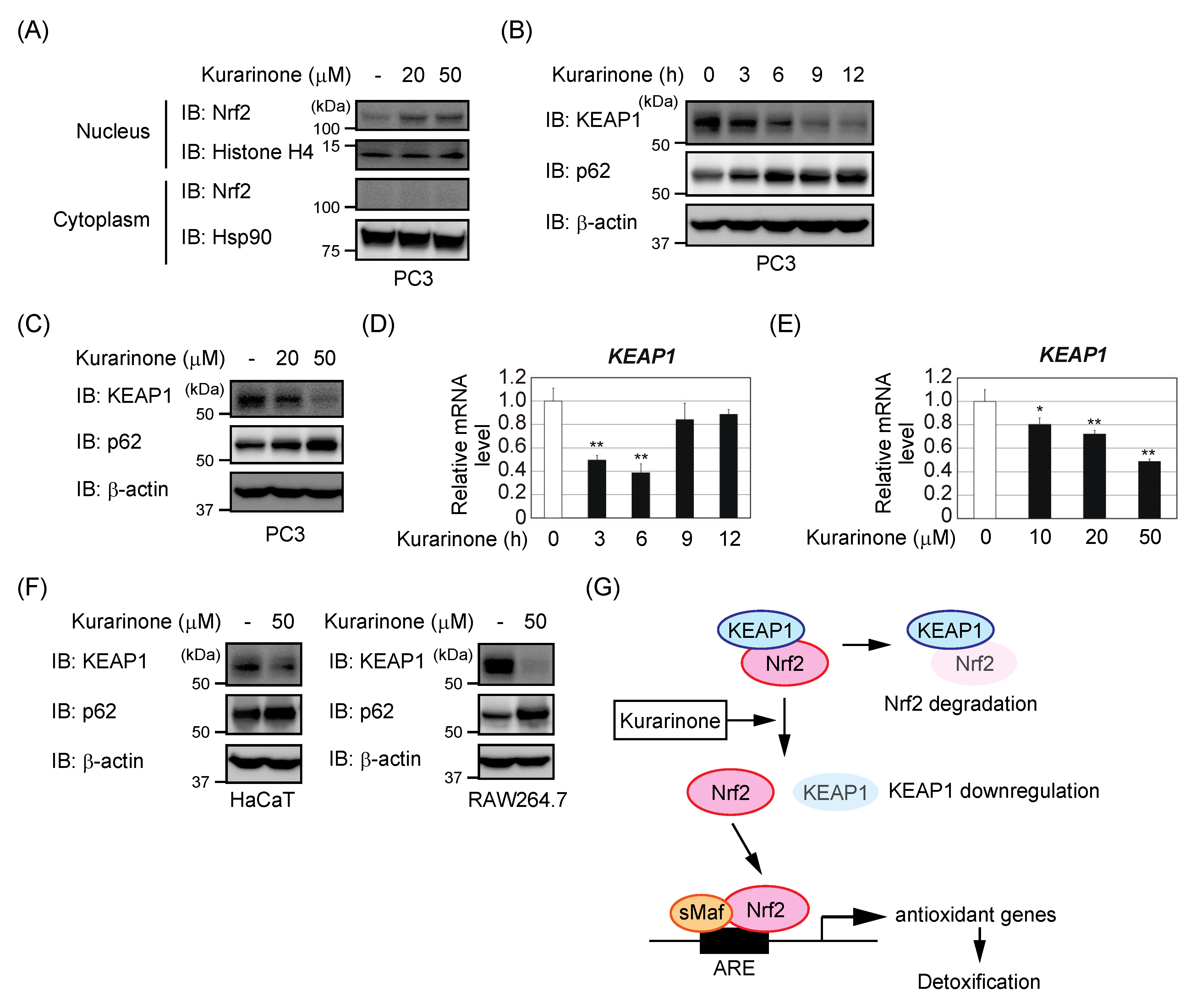 Antioxidants 09 00842 g003