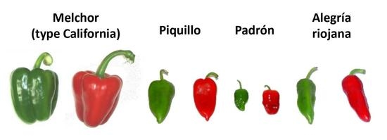 Antioxidants | Free Full-Text | Antioxidant Profile of Pepper (Capsicum  annuum L.) Fruits Containing Diverse Levels of Capsaicinoids