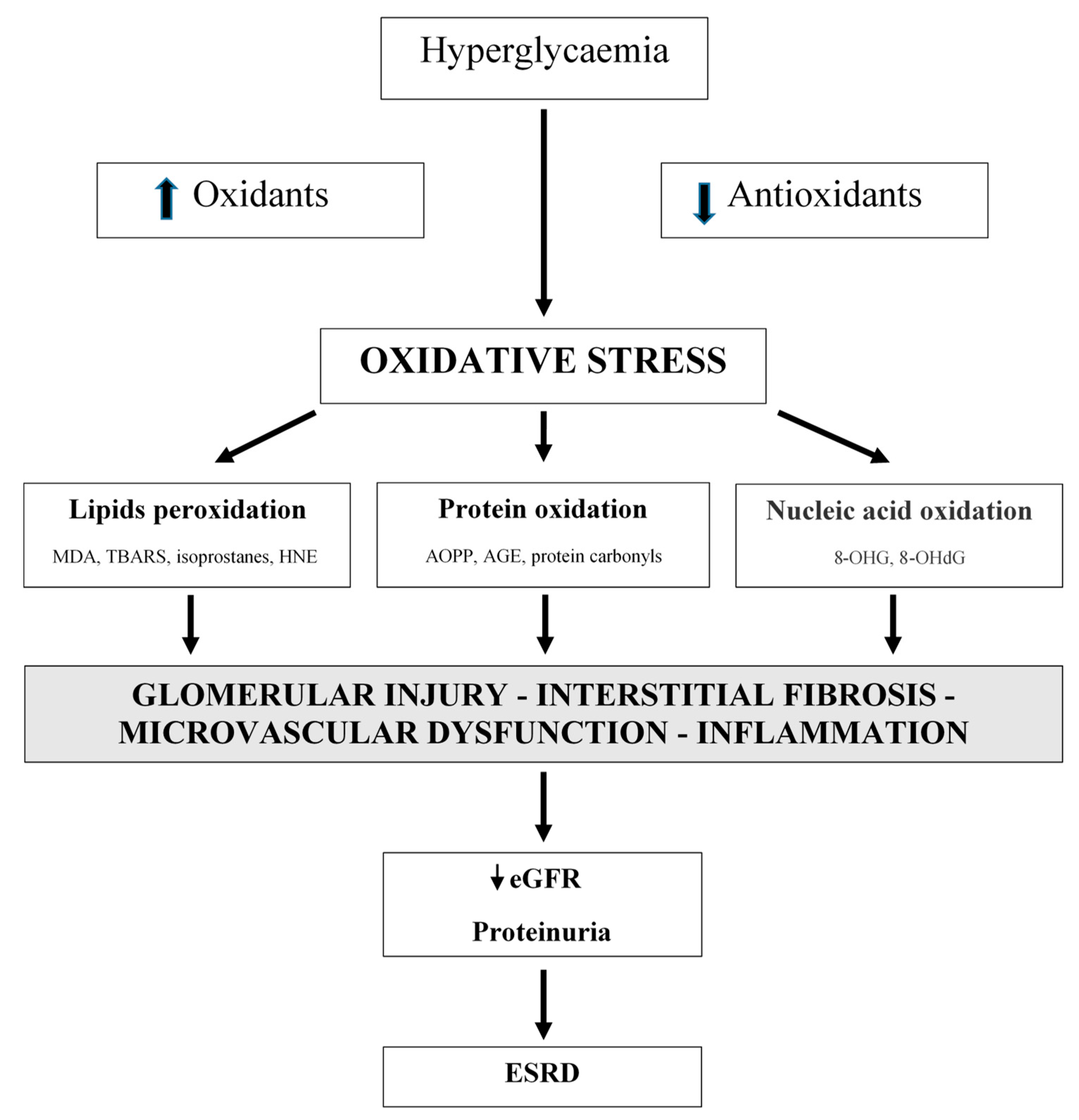 Antioxidants | Free Full-Text | Oxidative Stress Markers in Chronic Kidney  Disease with Emphasis on Diabetic Nephropathy | HTML