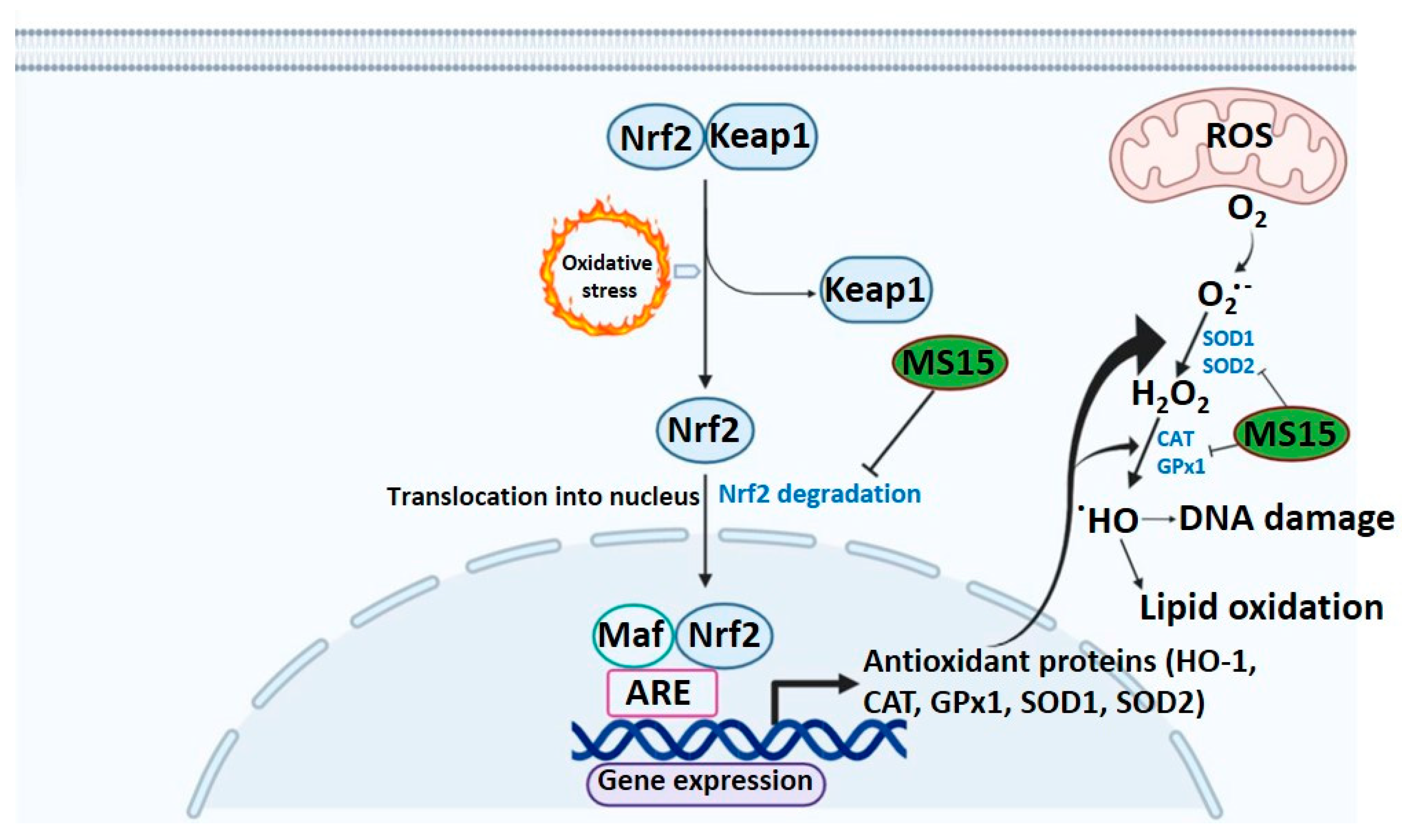 Antioxidants Free FullText Reduction of Oxidative Stress through