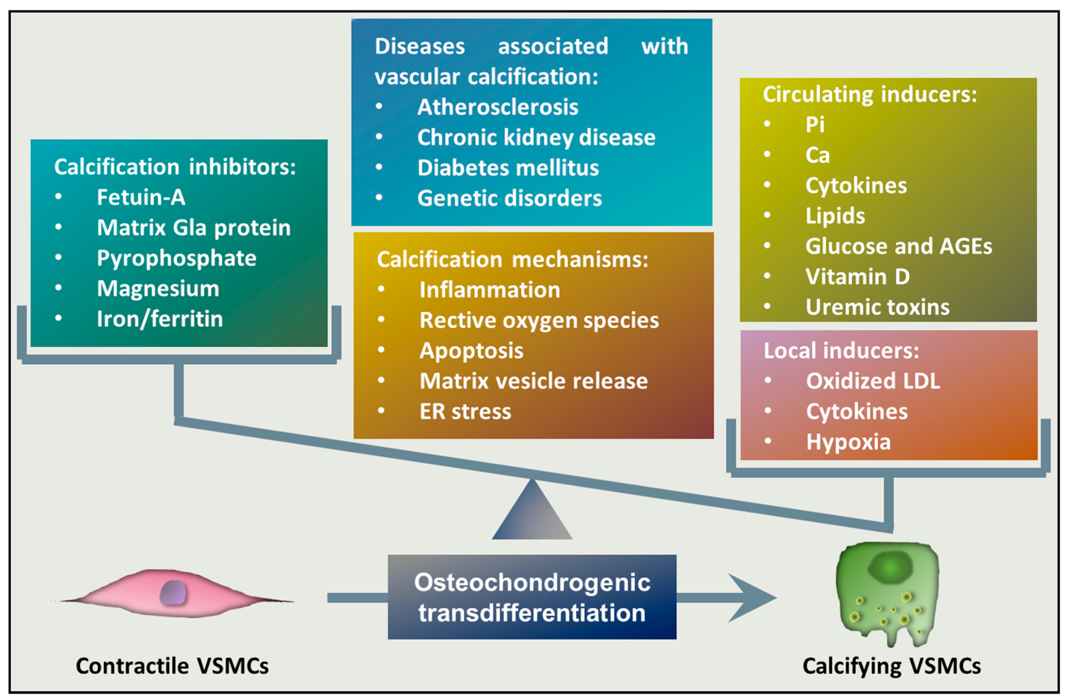 Antioxidants | Free Full-Text | Regulation of Vascular Calcification by  Reactive Oxygen Species