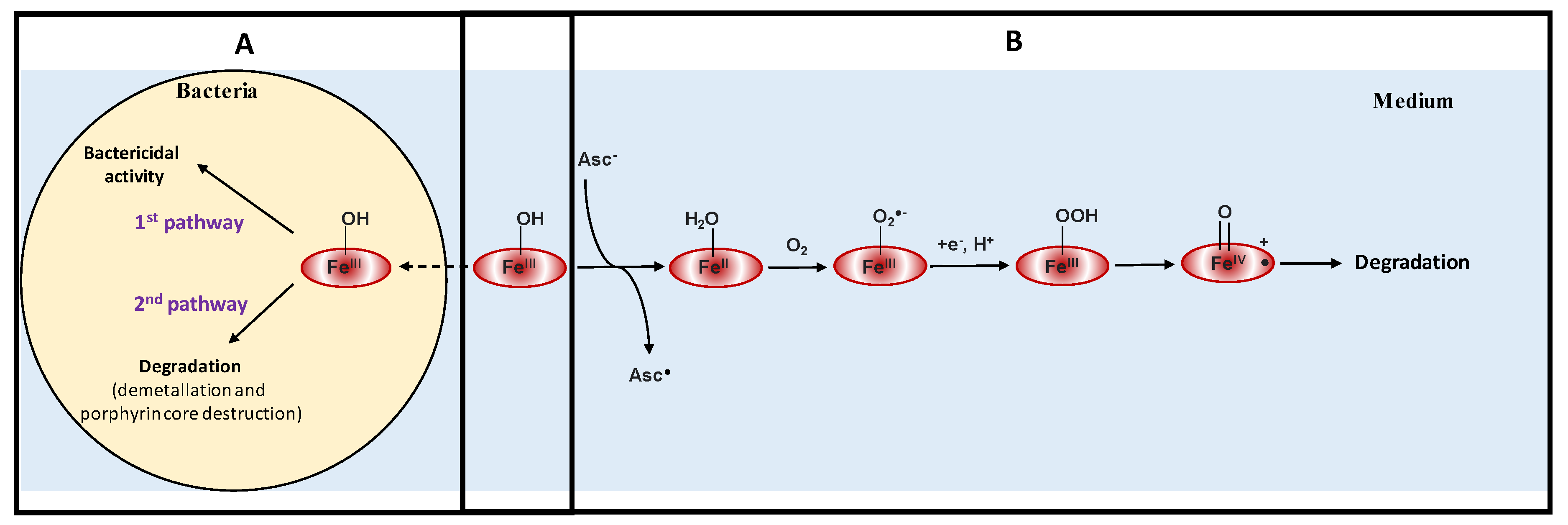 Antioxidants 09 00972 sch001