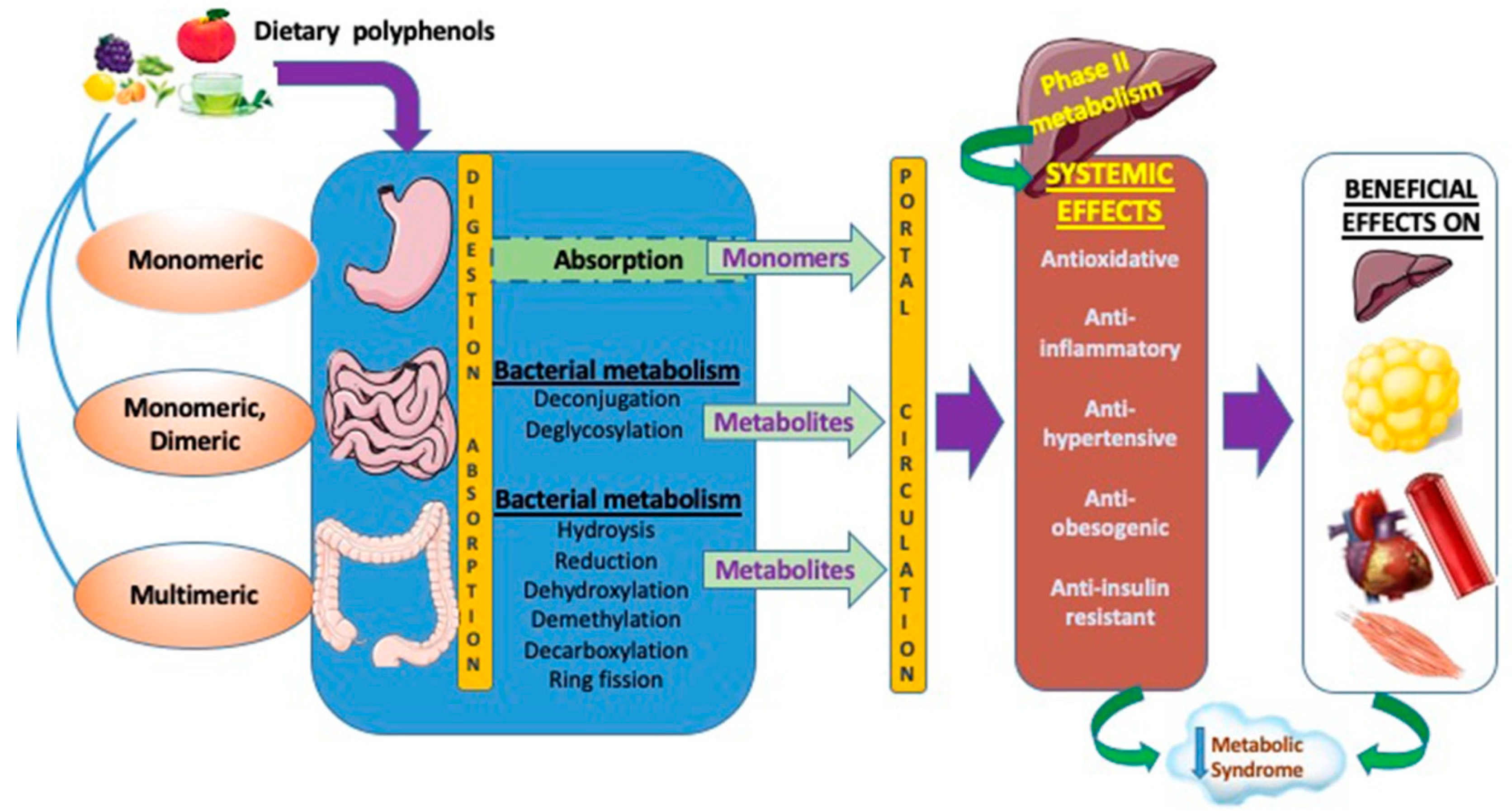 Polyphenols and metabolism