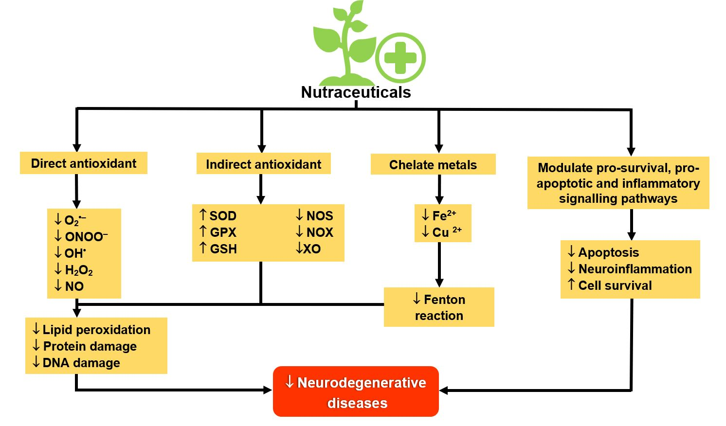 Antioxidants | Free Full-Text | A Mechanistic Evaluation of Antioxidant  Nutraceuticals on Their Potential against Age-Associated Neurodegenerative  Diseases | HTML