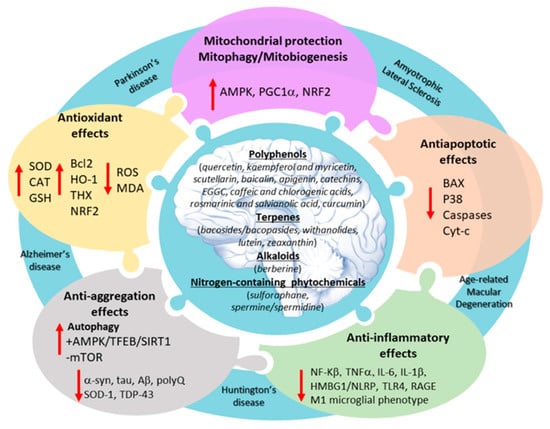 Antioxidants | Free Full-Text | Merging the Multi-Target Effects 