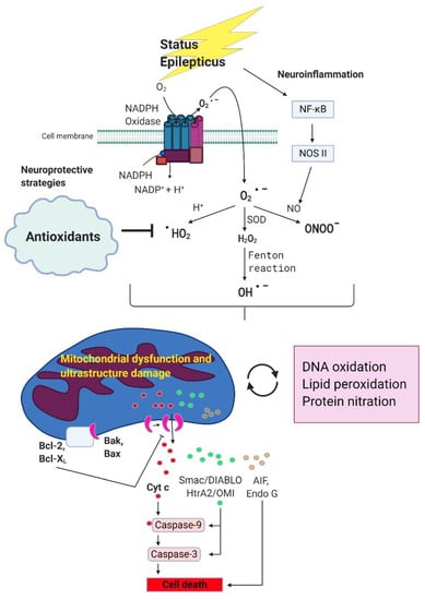 Antioxidants | Free Full-Text | Seizure-Induced Oxidative Stress in ...