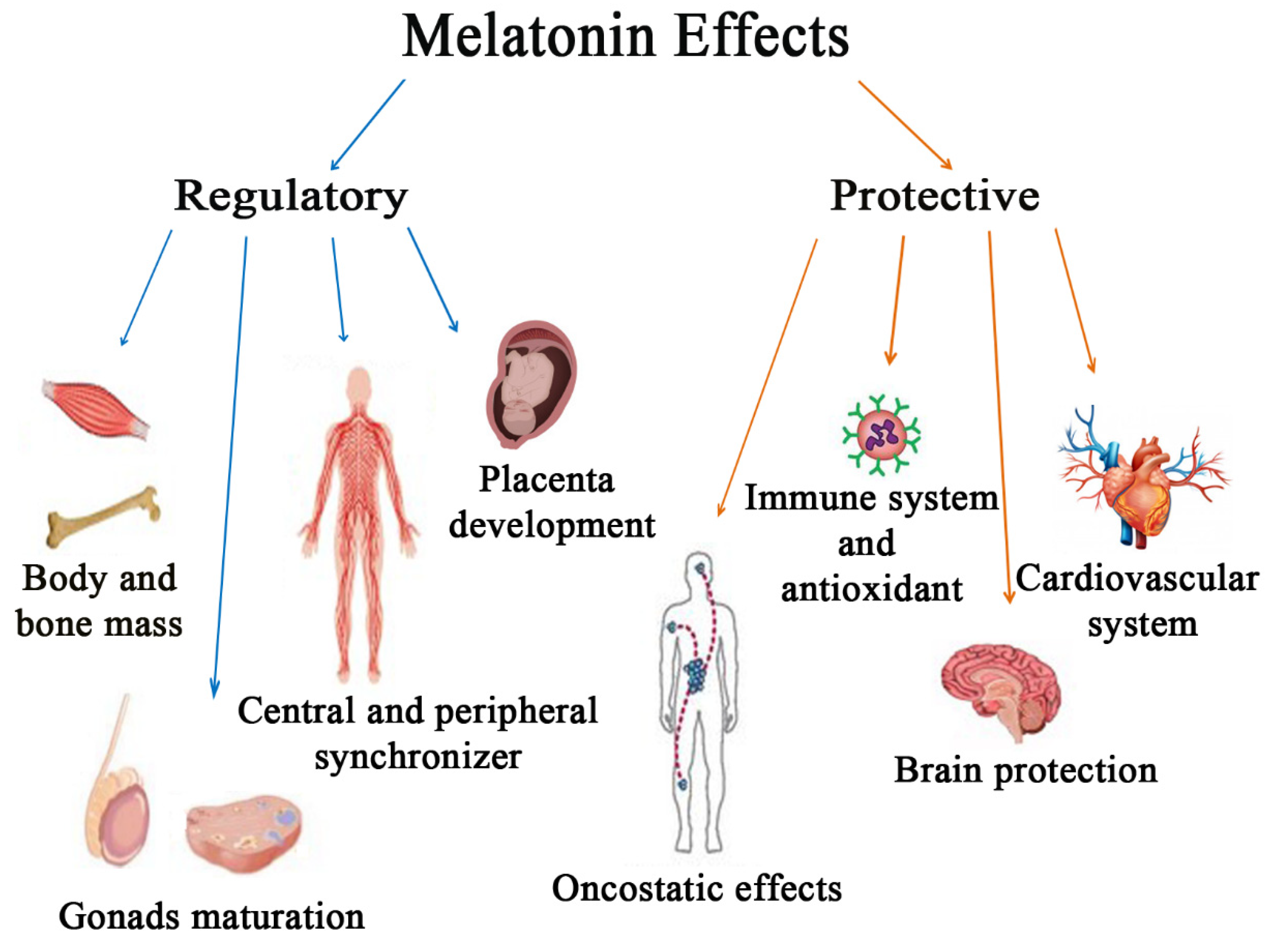 Antioxidants | Free Full-Text | Is Melatonin the Cornucopia of the 21st  Century?
