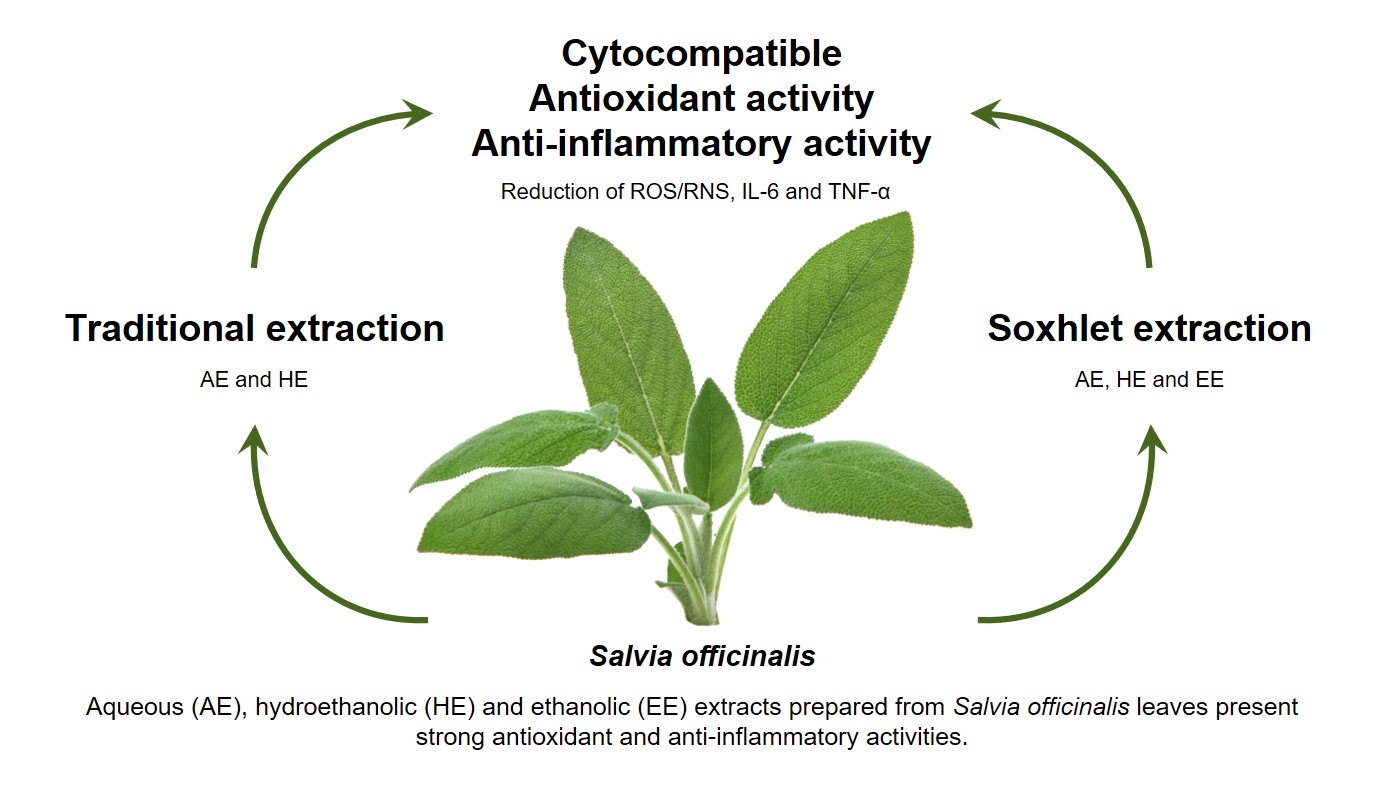 Antioxidants Free Full Text Antioxidant And Anti Inflammatory Activities Of Cytocompatible Salvia Officinalis Extracts A Comparison Between Traditional And Soxhlet Extraction Html