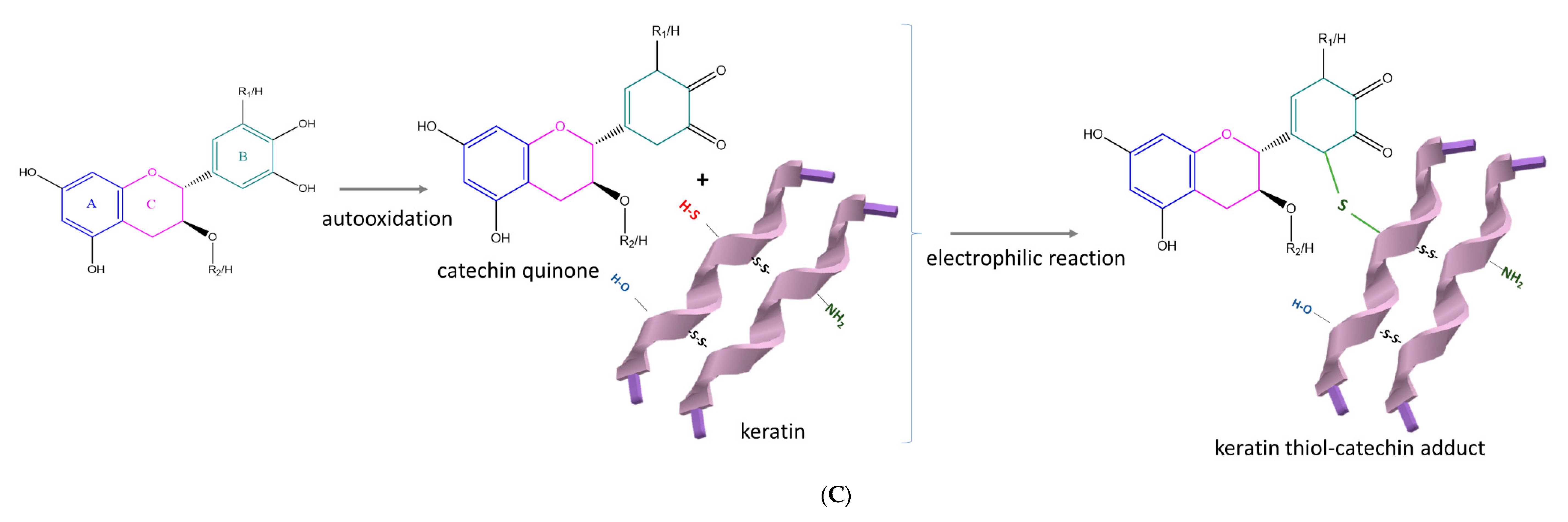 Antioxidants 09 01180 g003b