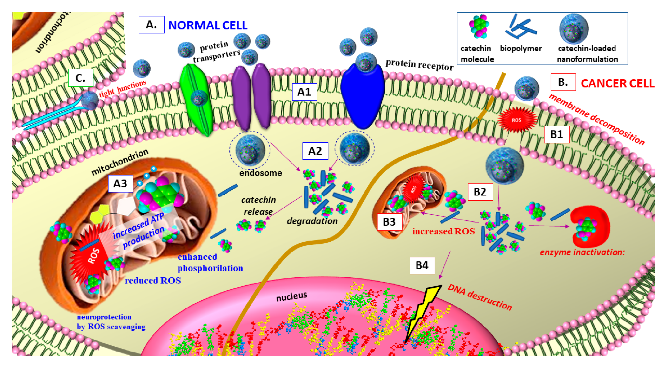 Antioxidants 09 01180 g008
