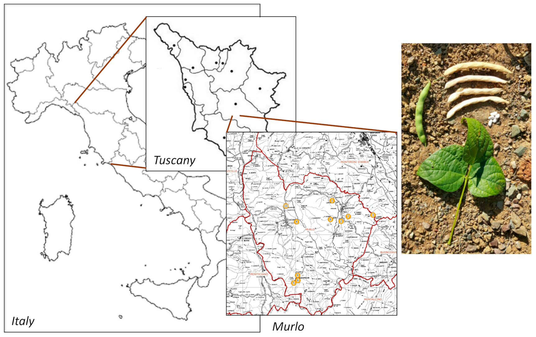 Starch - Tuscany Diet