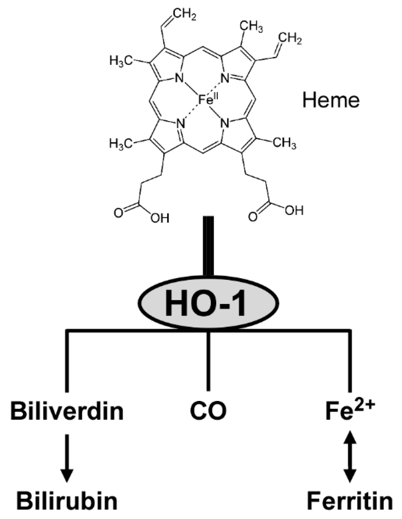 Antioxidants 09 01191 g002