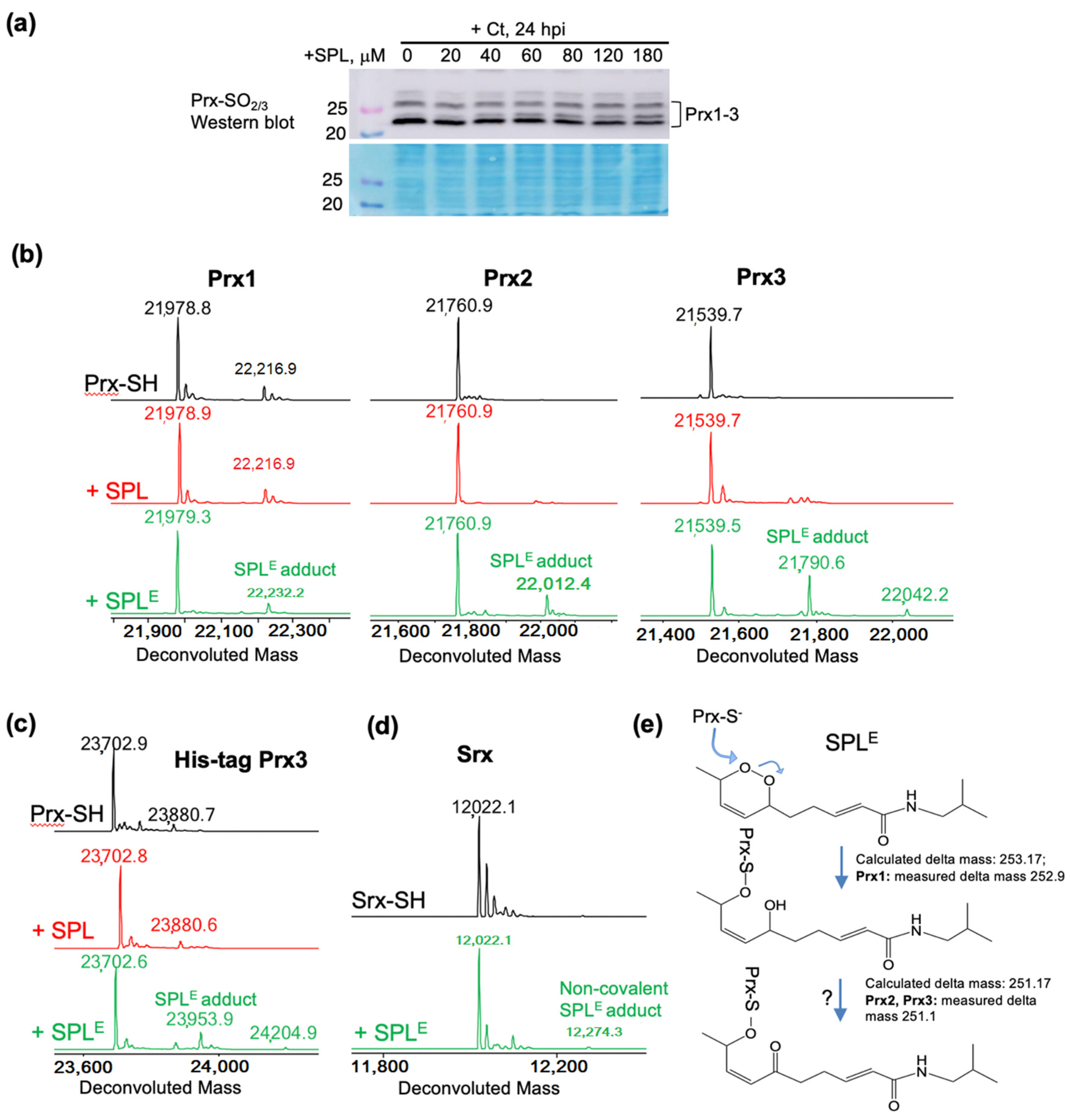 Antioxidants 09 01220 g004