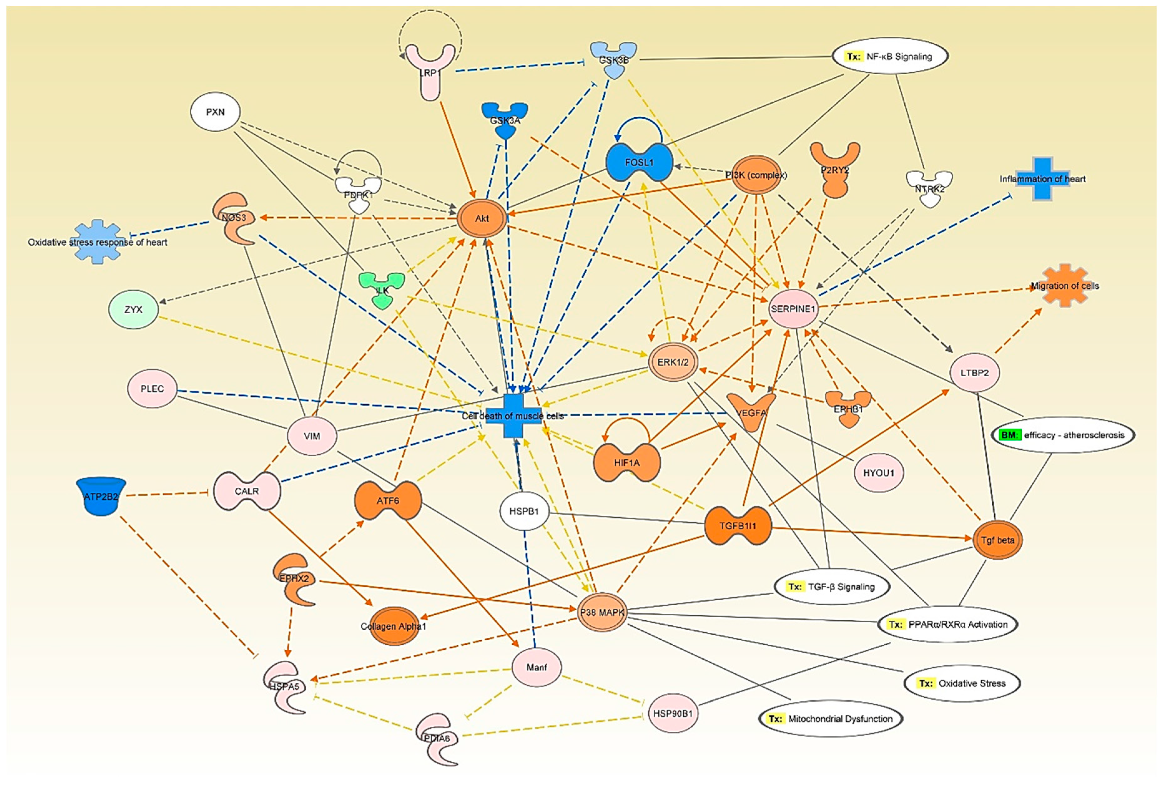 Antioxidants 09 01251 g007